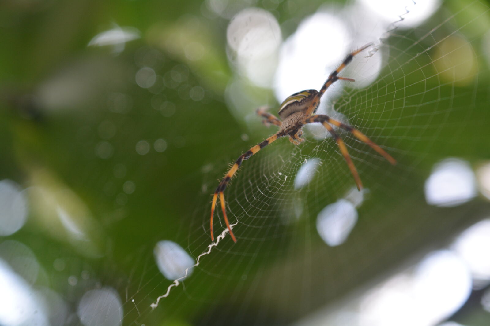 Nikon D5200 sample photo. Green, mothernature, on, spider photography