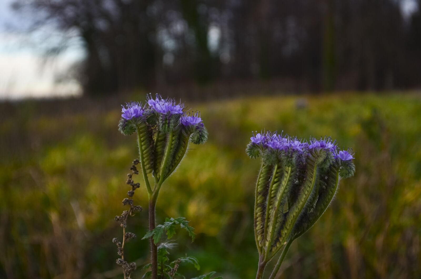 Nikon D7000 sample photo. Landscape, flowers, nature photography