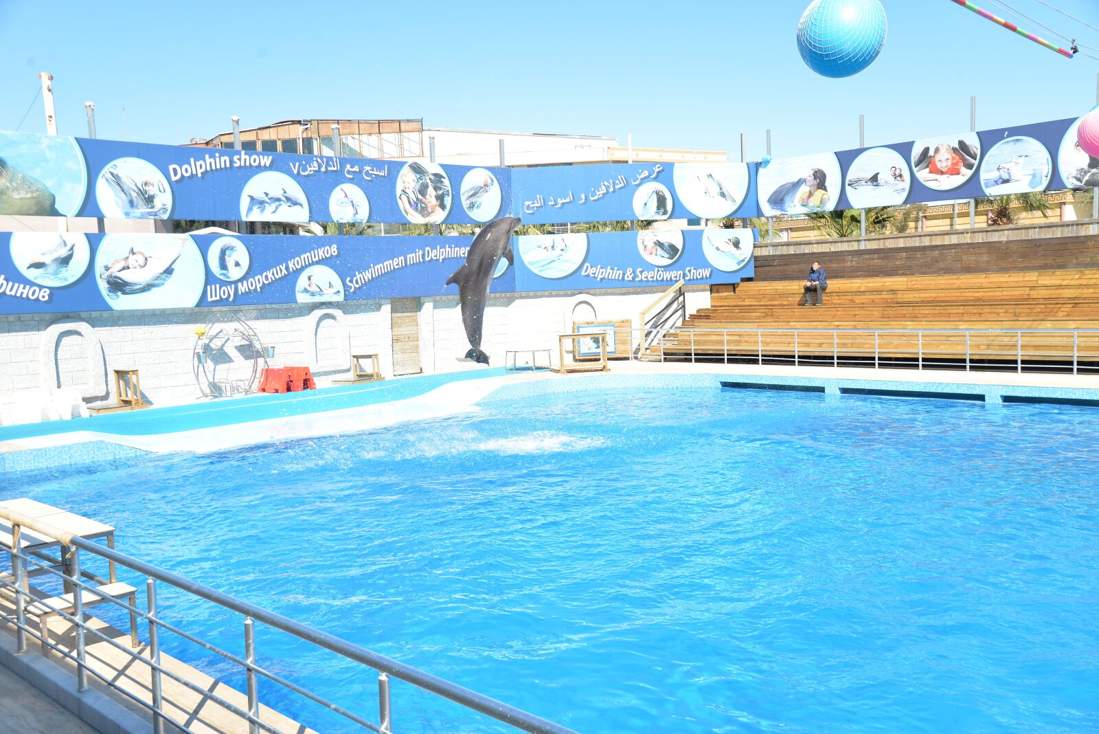 Nikon D610 sample photo. Dolphins, dolphin show, dolphin photography