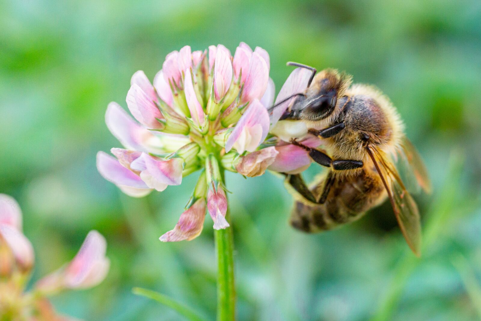 Sony a6000 sample photo. Bee, nectar, honey bee photography