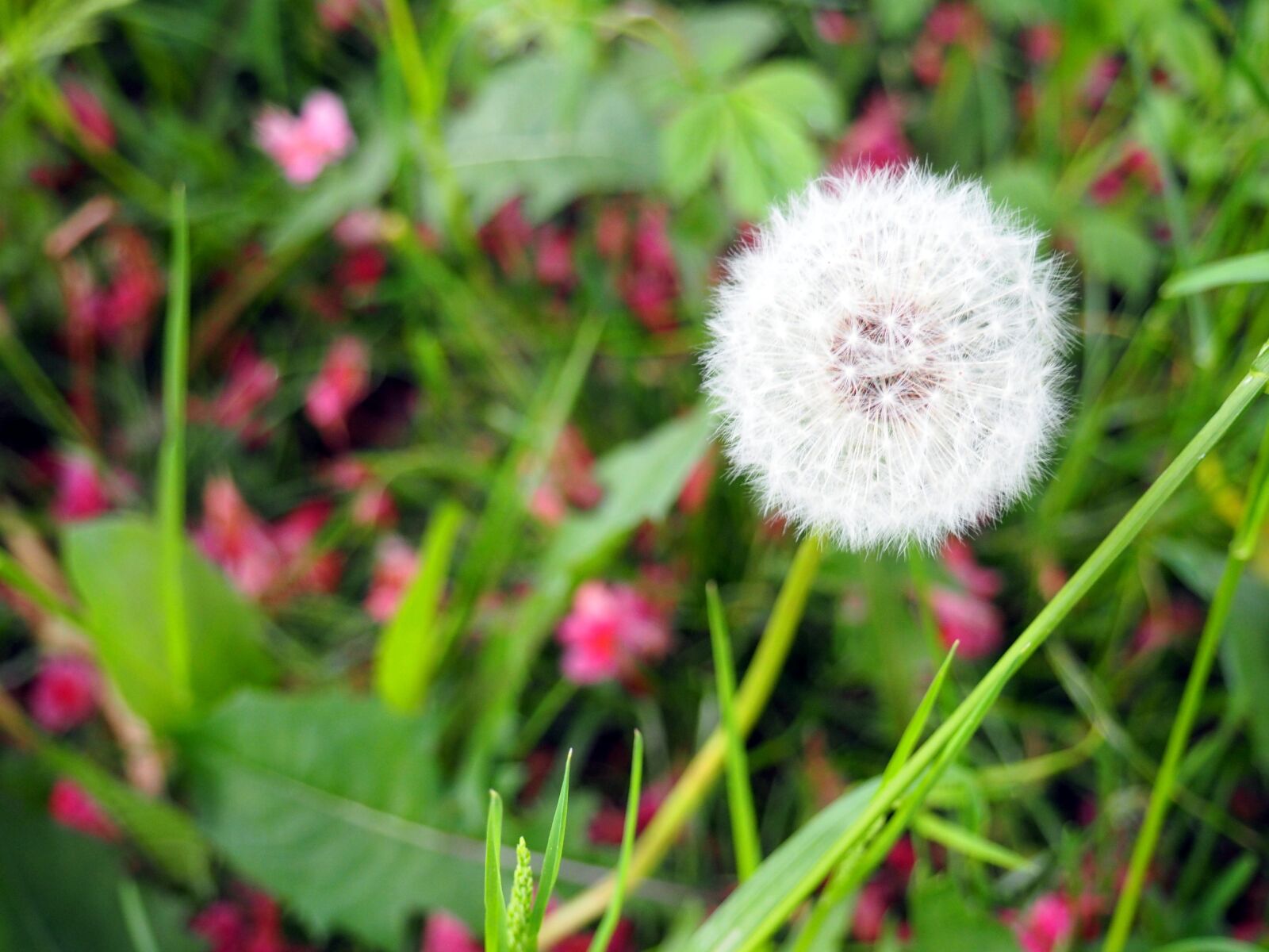 Olympus OM-D E-M10 sample photo. Dandelion, green, nature photography