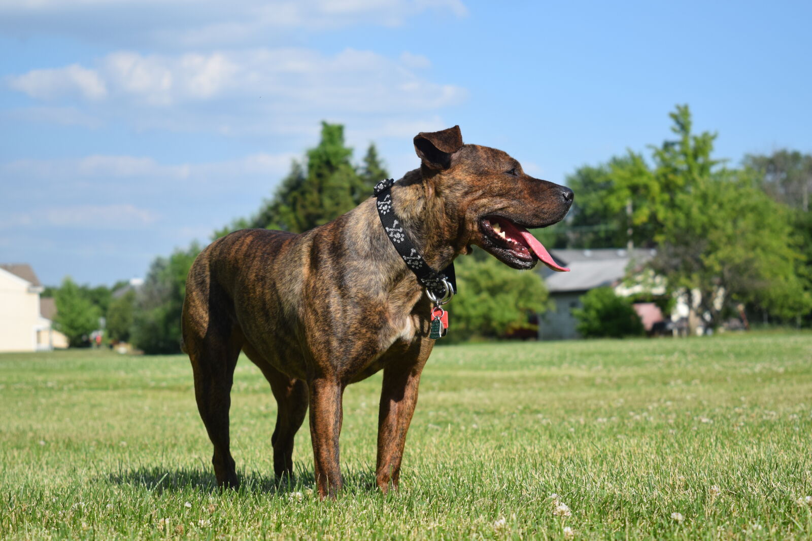 Nikon D3300 sample photo