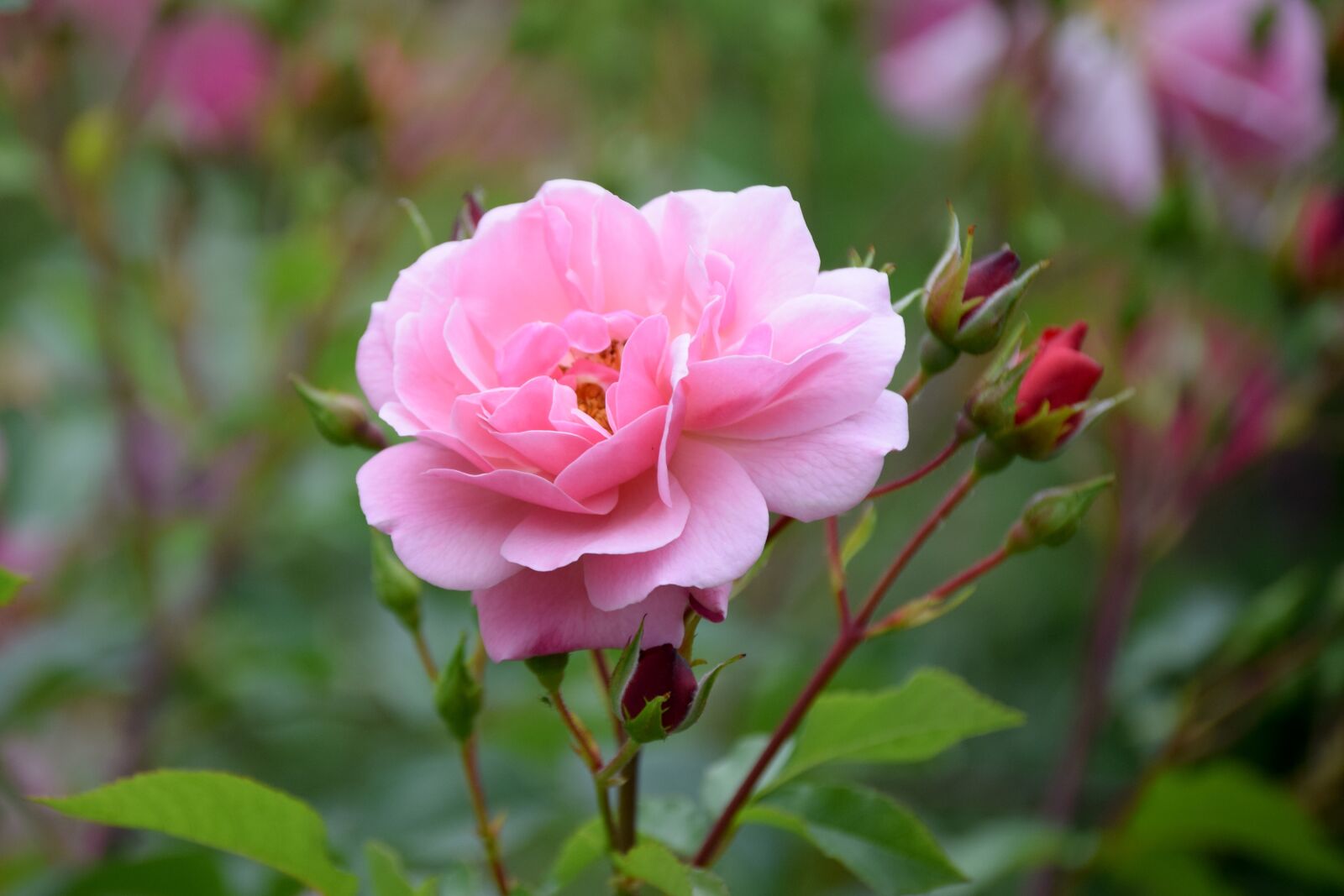 Nikon D3300 sample photo. Summer, congratulations, ros photography