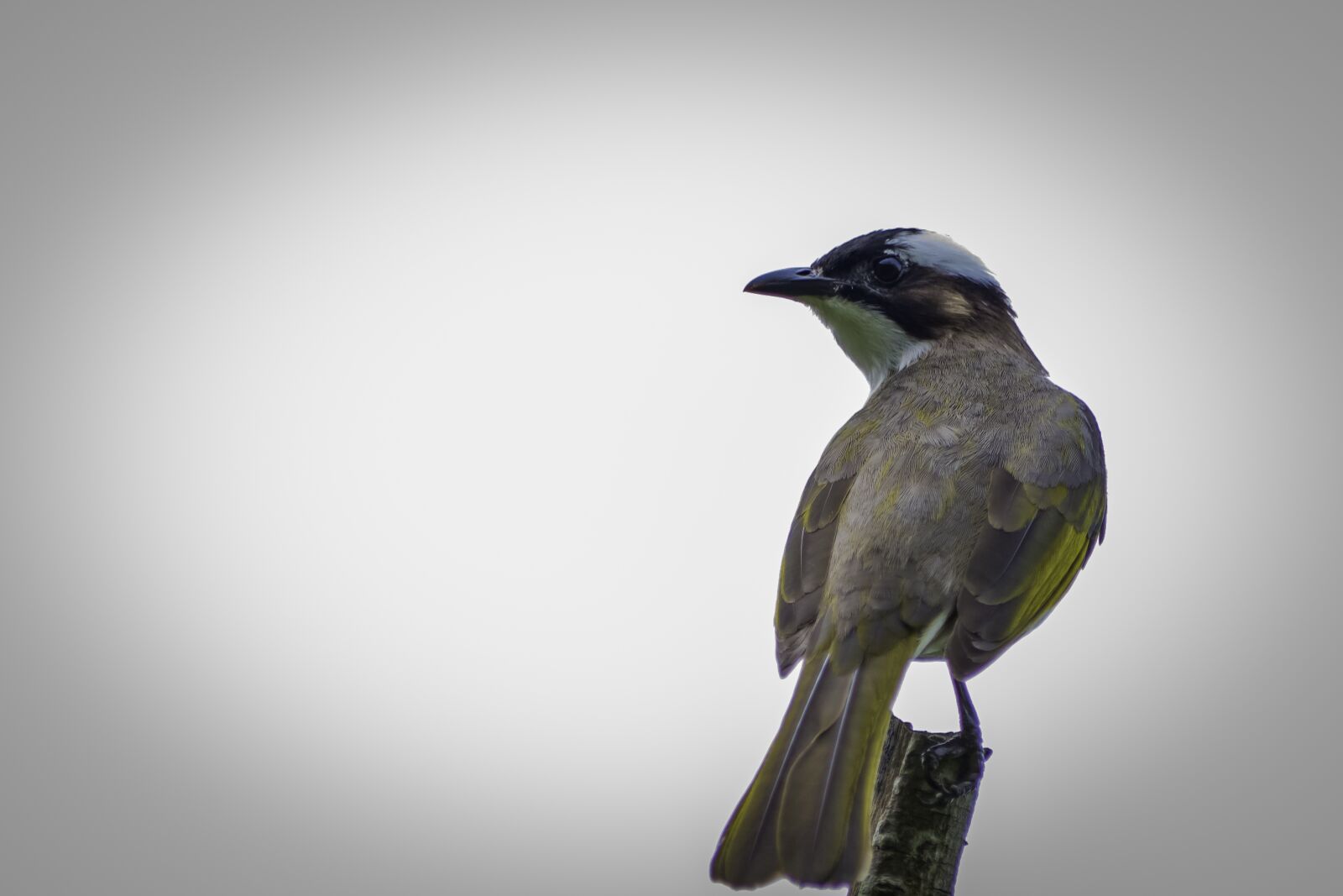 Nikon D5500 sample photo. Bird, wildlife, nature photography