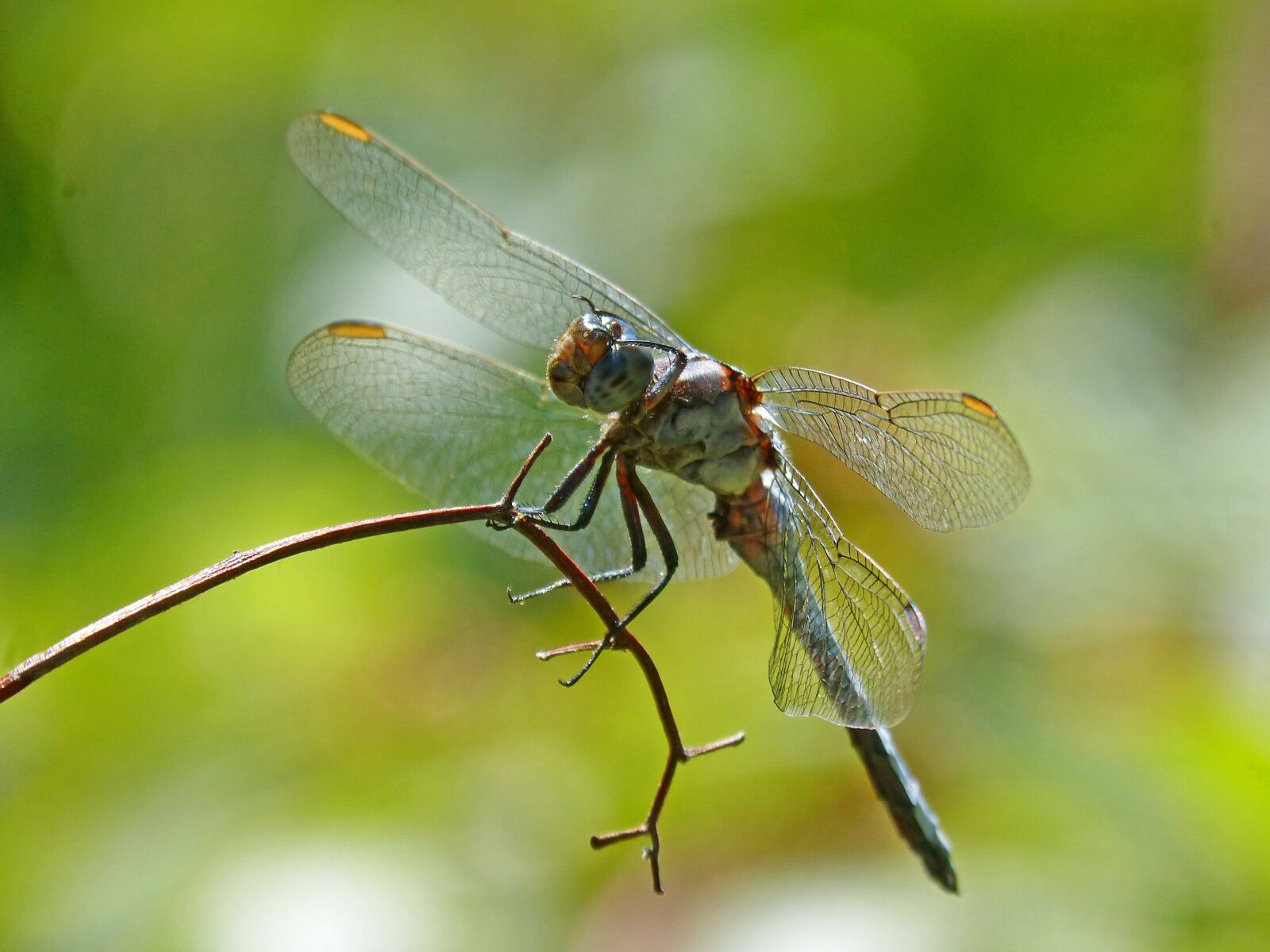 Panasonic DMC-FZ62 sample photo. Blue dragonfly, branch, wetland photography