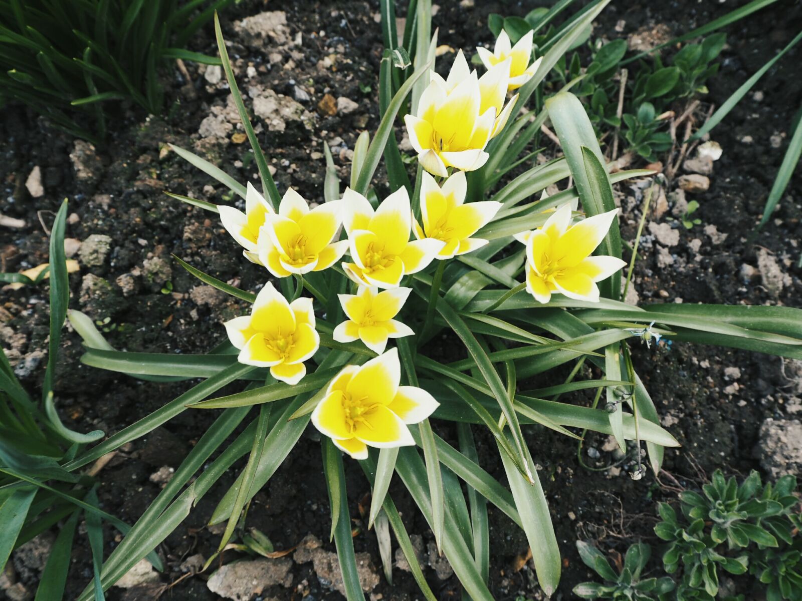 Olympus PEN E-PL7 sample photo. Flower, nature, outside, yellow photography