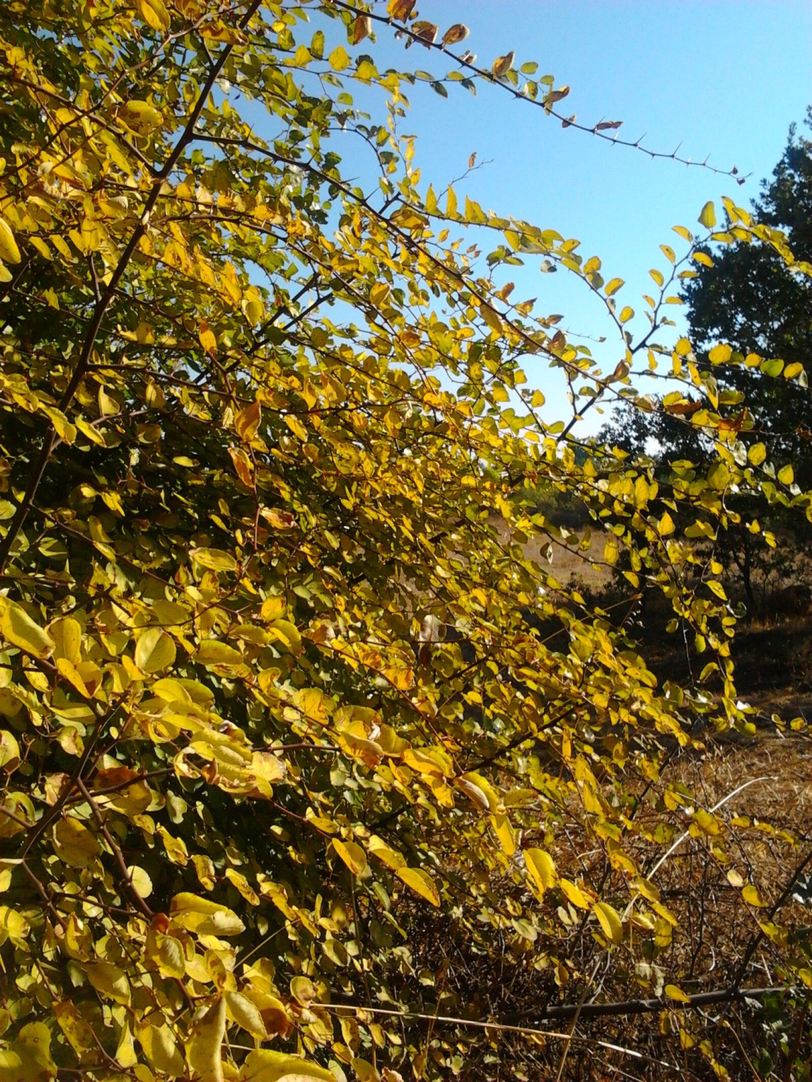 Samsung GT-S5253 sample photo. Autumn, yellow, judas tree photography