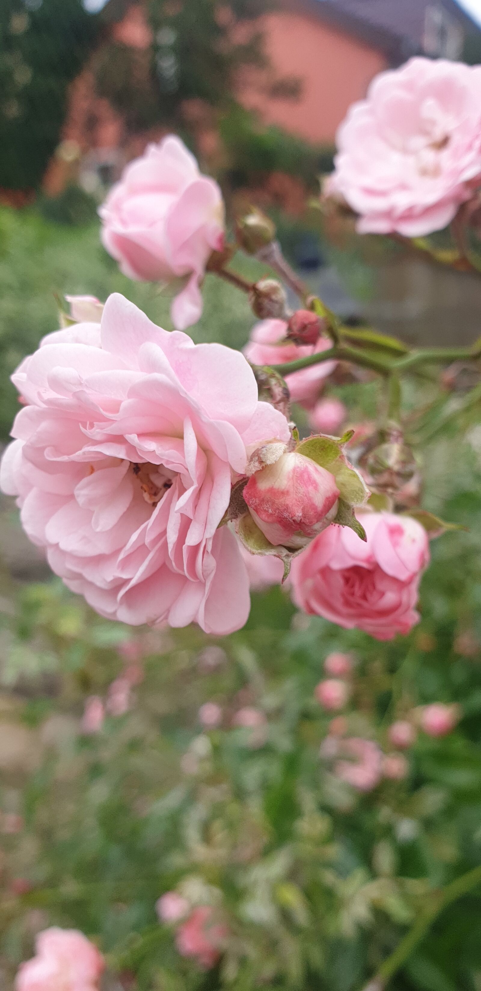 Samsung Galaxy S9 sample photo. Rose, sweet, home photography