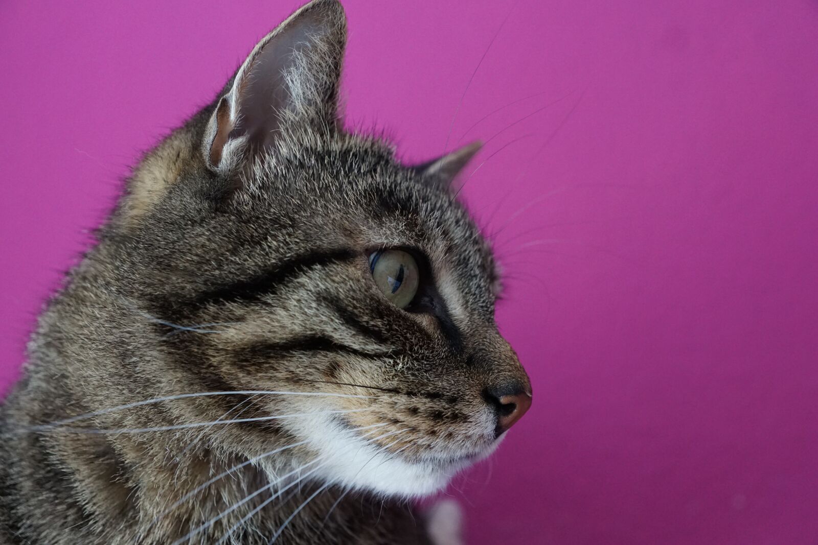 Sony ILCA-77M2 + Sony DT 16-50mm F2.8 SSM sample photo. Cat, tiger, animal photography