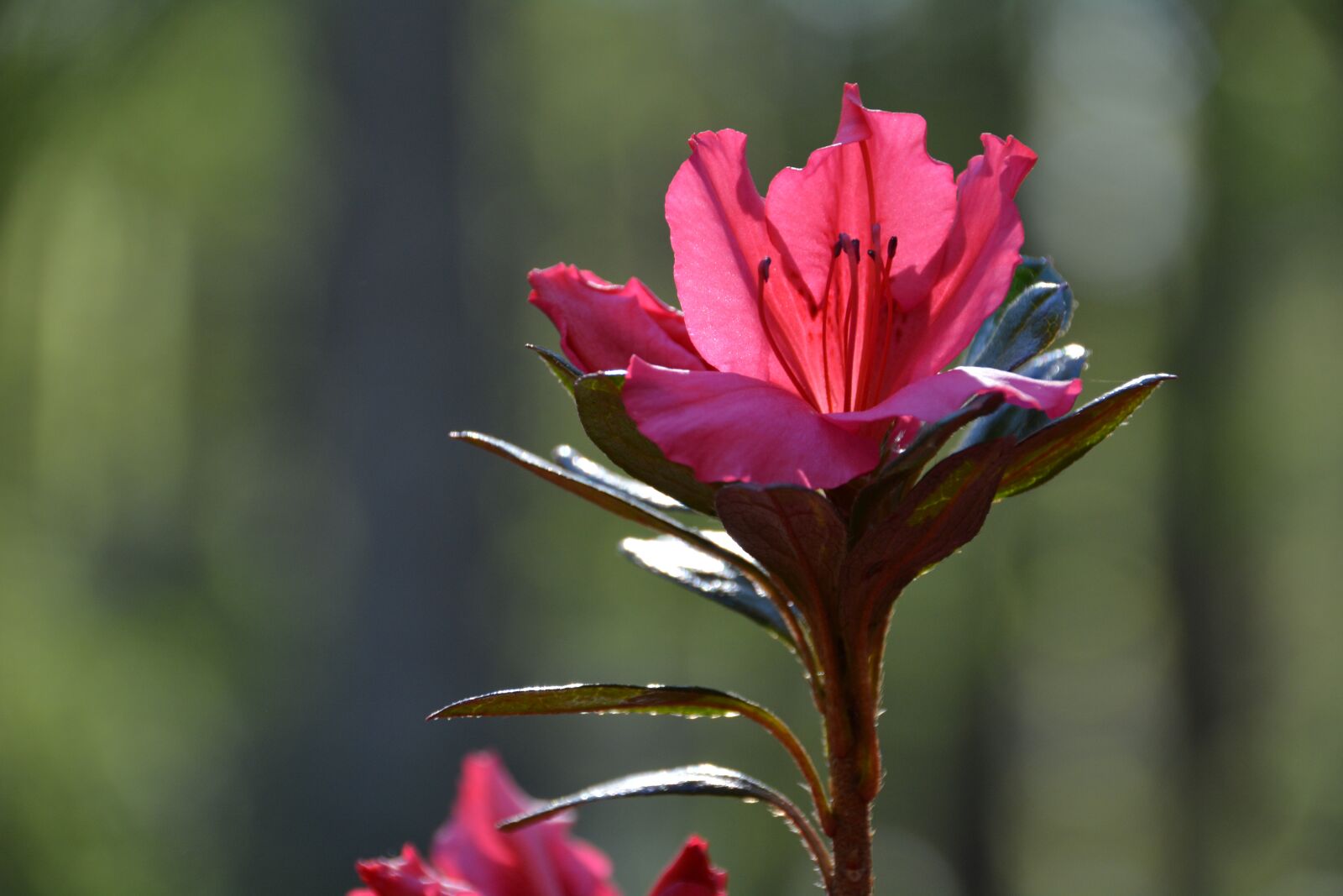 Nikon D5200 sample photo. Flower, purple, pink photography