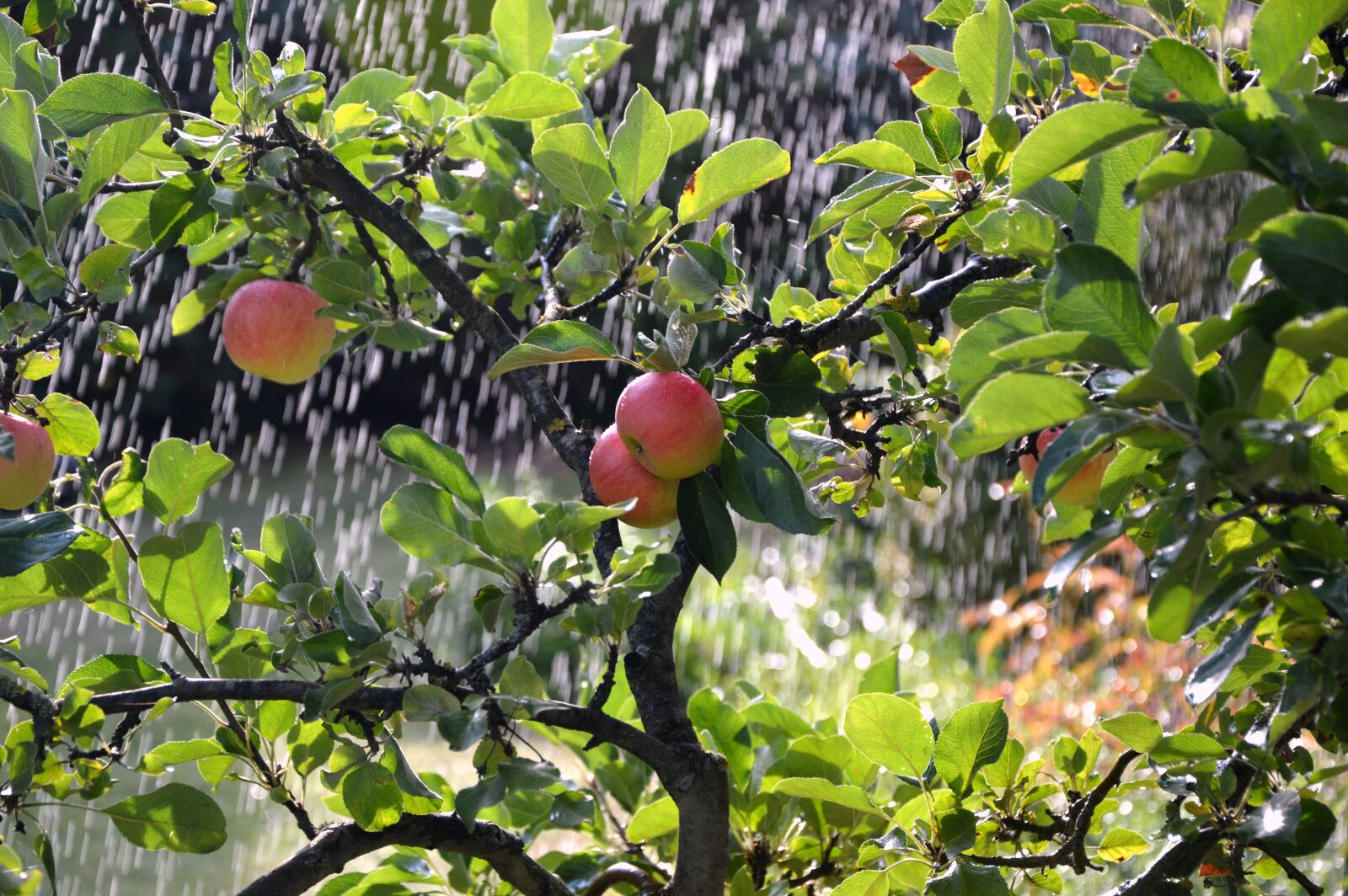 Nikon D3200 sample photo. Apple tree, apple, irrigation photography