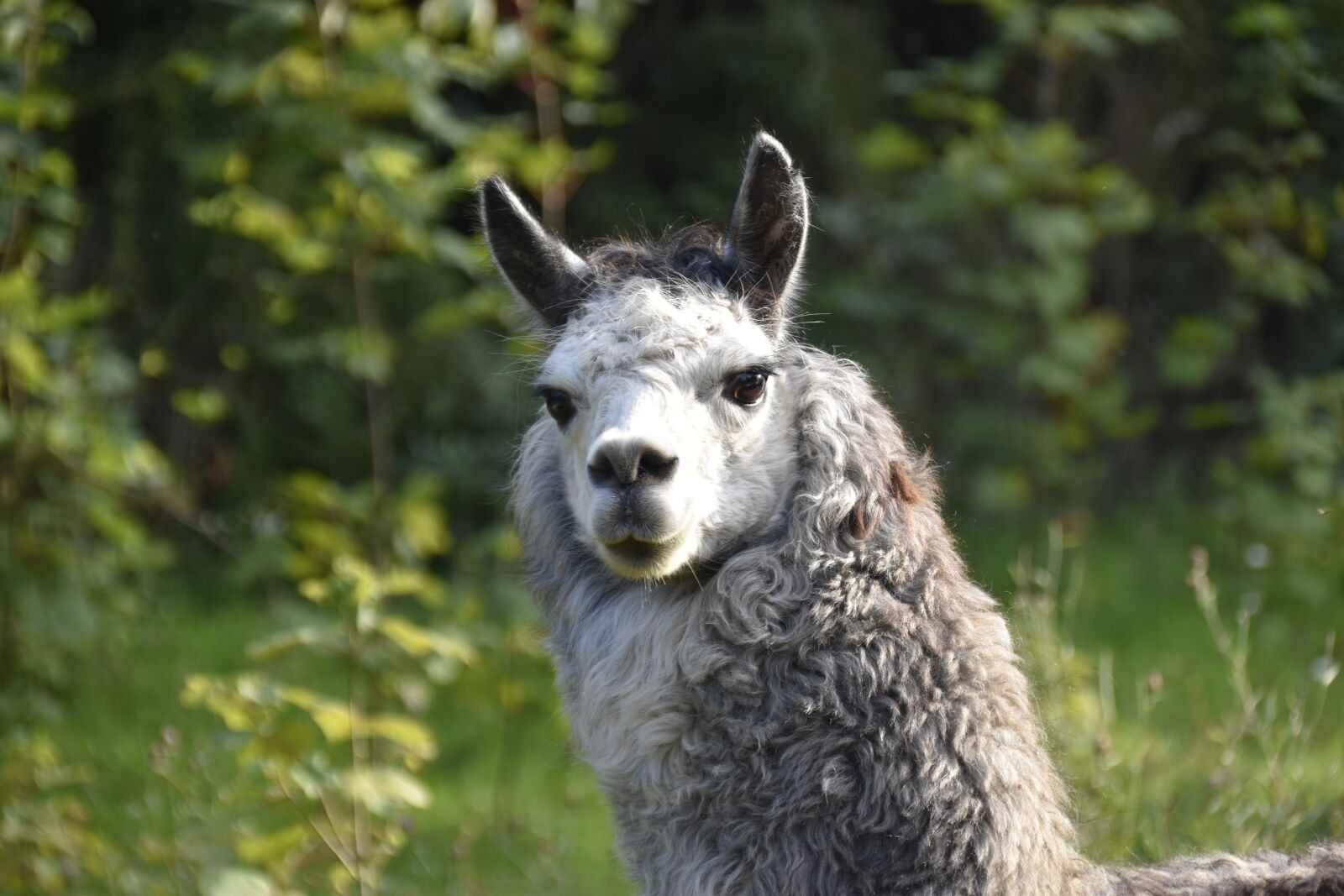 Nikon D5600 sample photo. Alpaca, camelids, portrait alpaca photography
