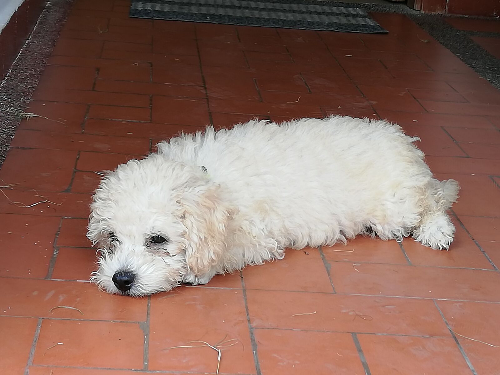HUAWEI P20 lite sample photo. Dog, pretty, cachorro photography