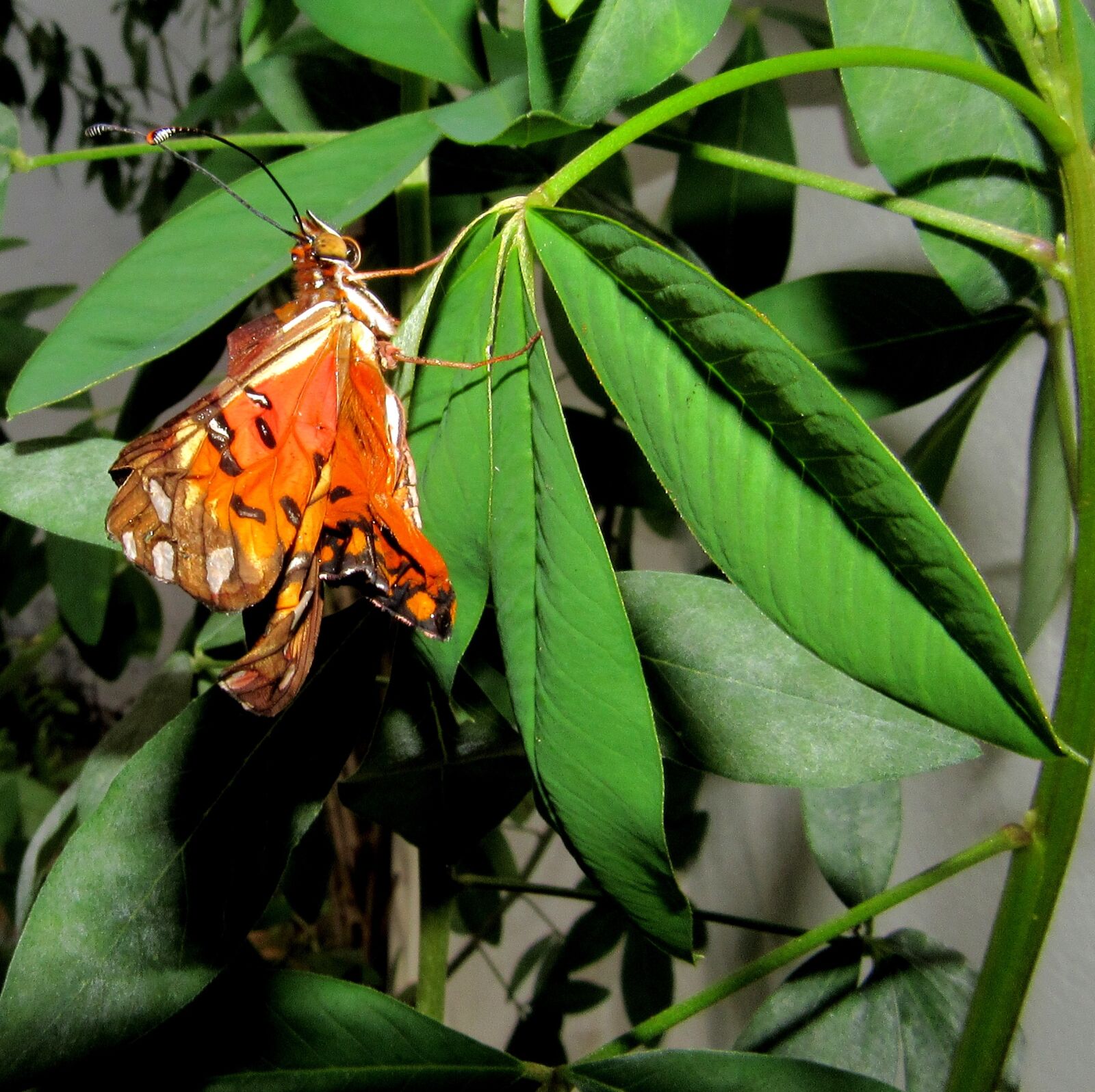 Canon PowerShot SX520 HS sample photo. Butterfly, monarch, arthropod photography