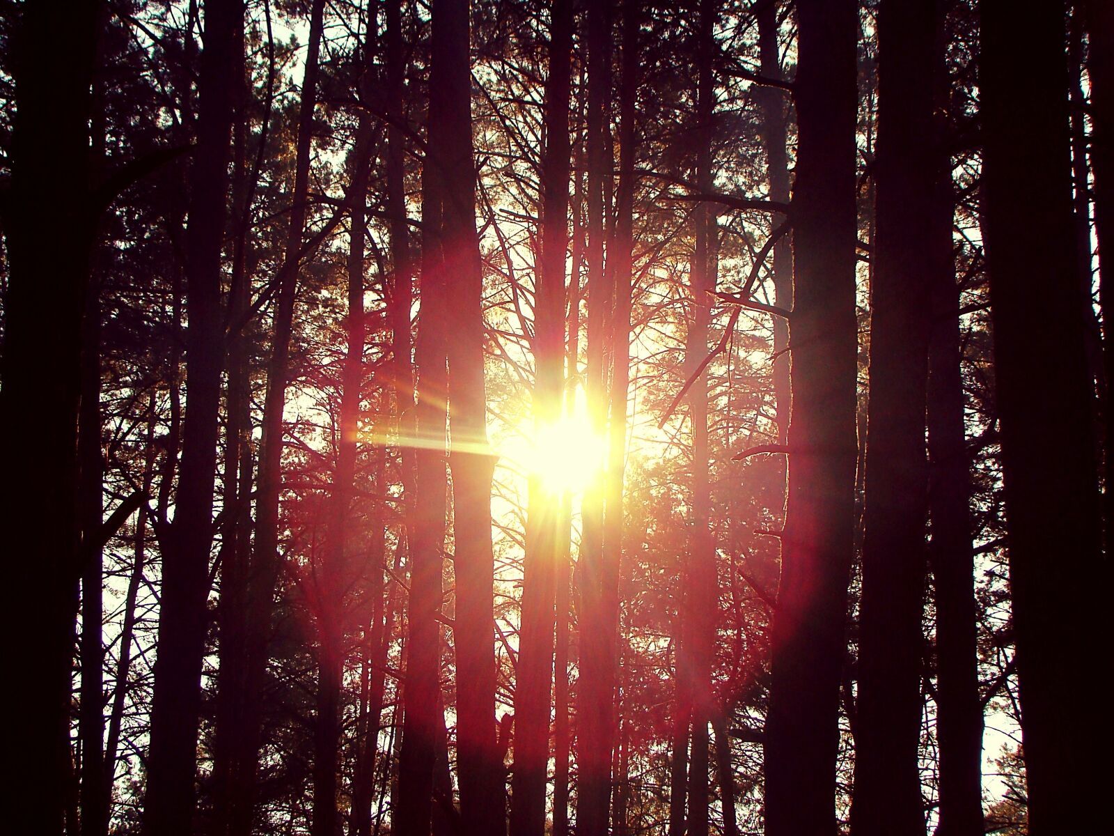 Sony DSC-H9 sample photo. Sun, forest, trees photography