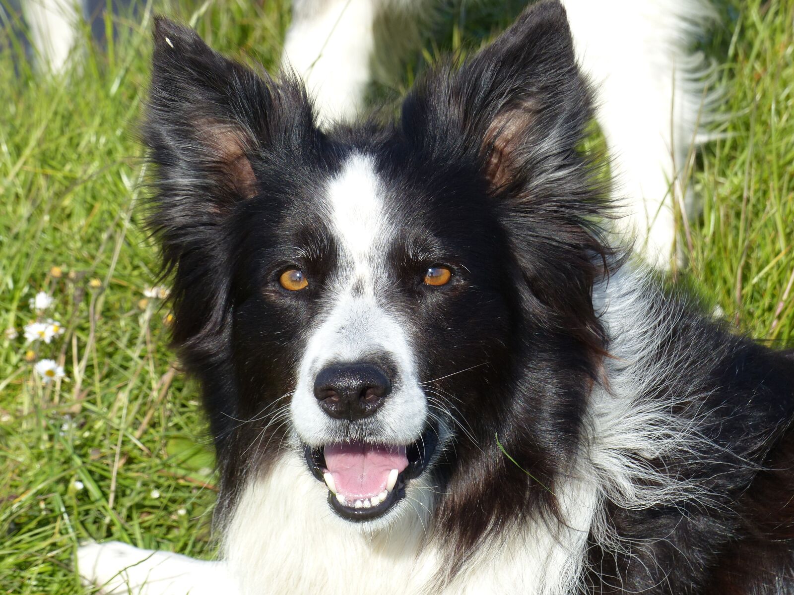 Panasonic Lumix DMC-FZ200 sample photo. Border collie, black white photography