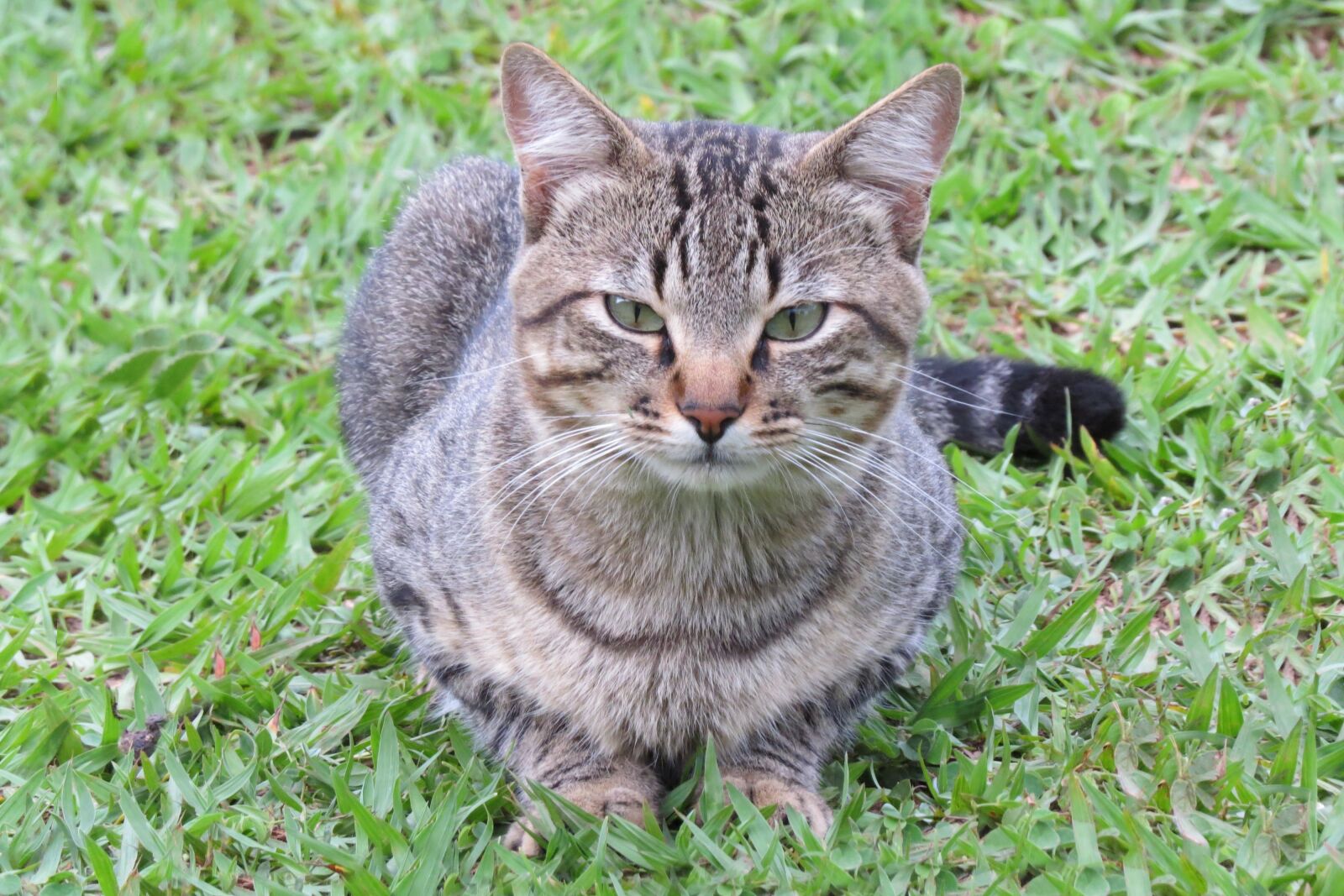 Canon PowerShot SX50 HS sample photo. Cat, feline, domestic photography