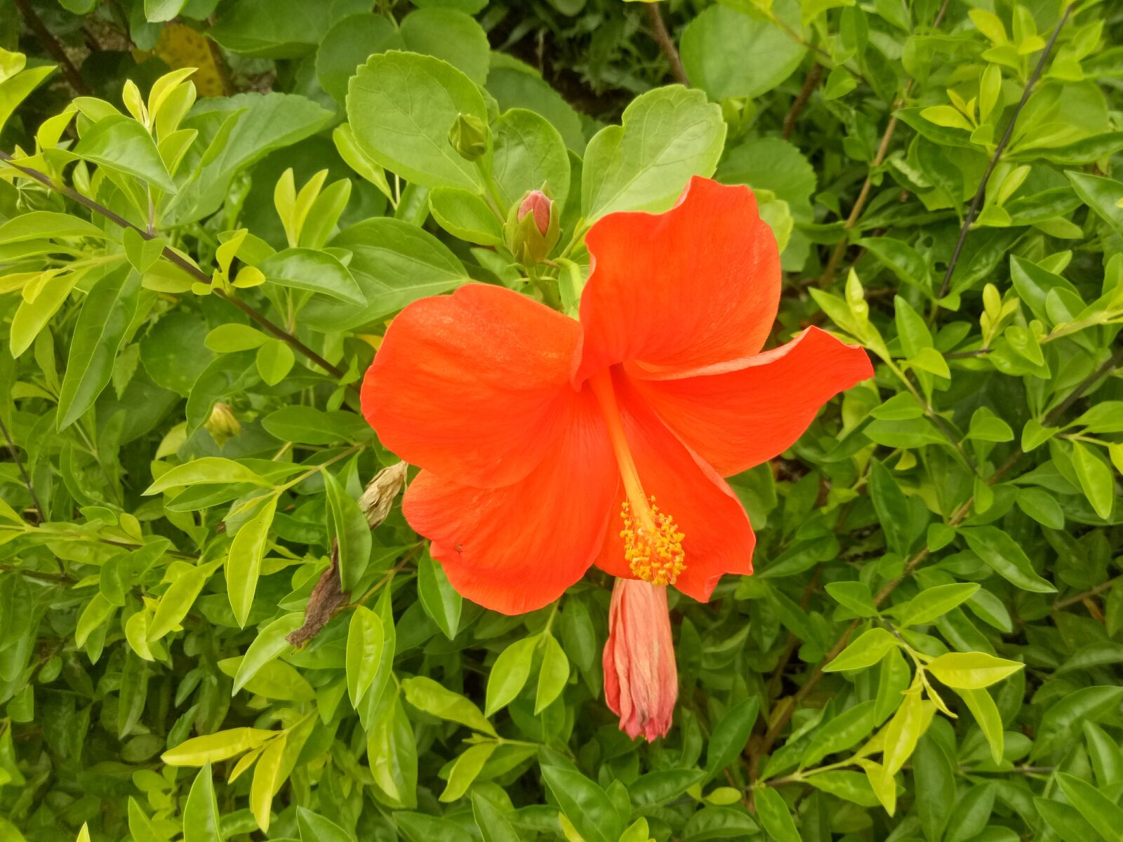 OPPO A1601 sample photo