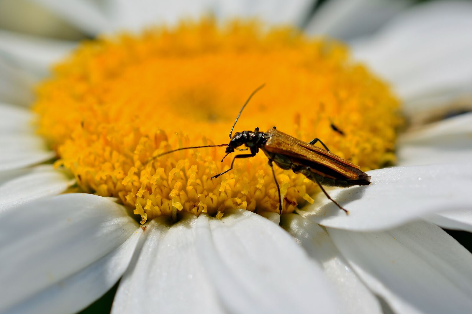Nikon D5200 sample photo. Beetle, marguerite, pollen photography
