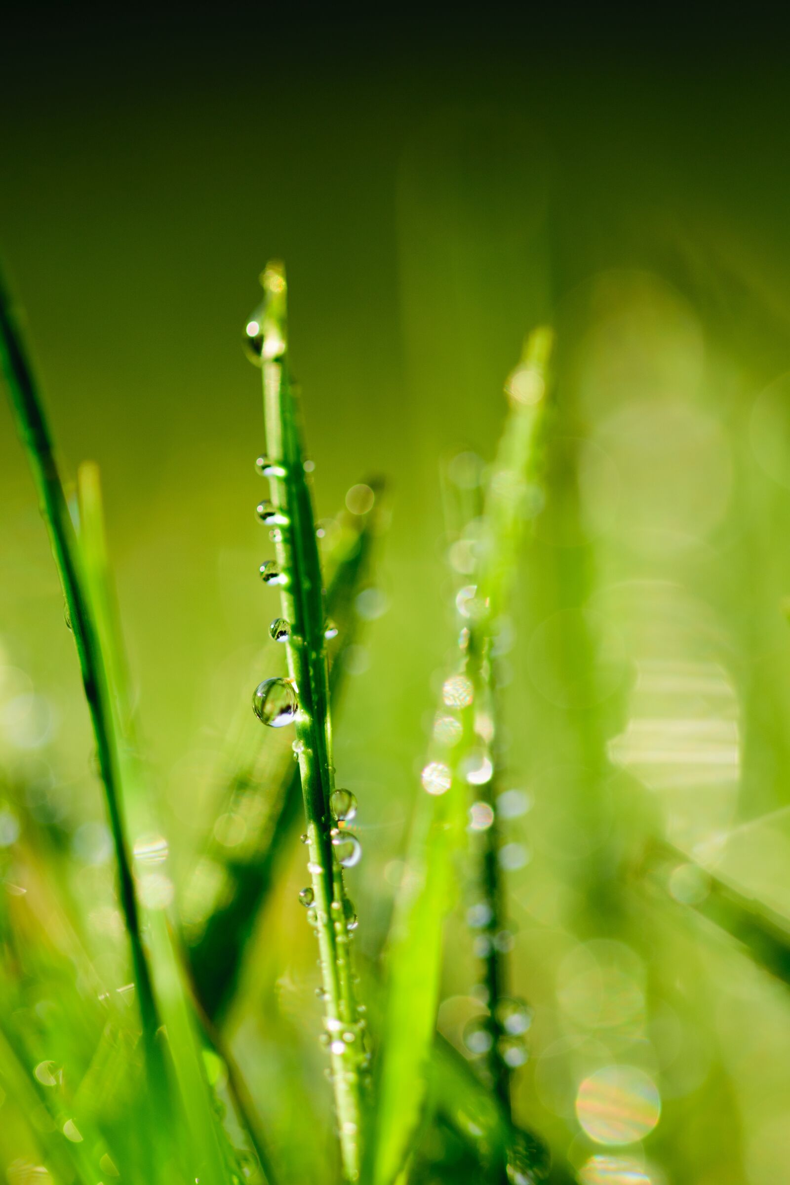 Nikon D5300 sample photo. Water, green, leaf photography