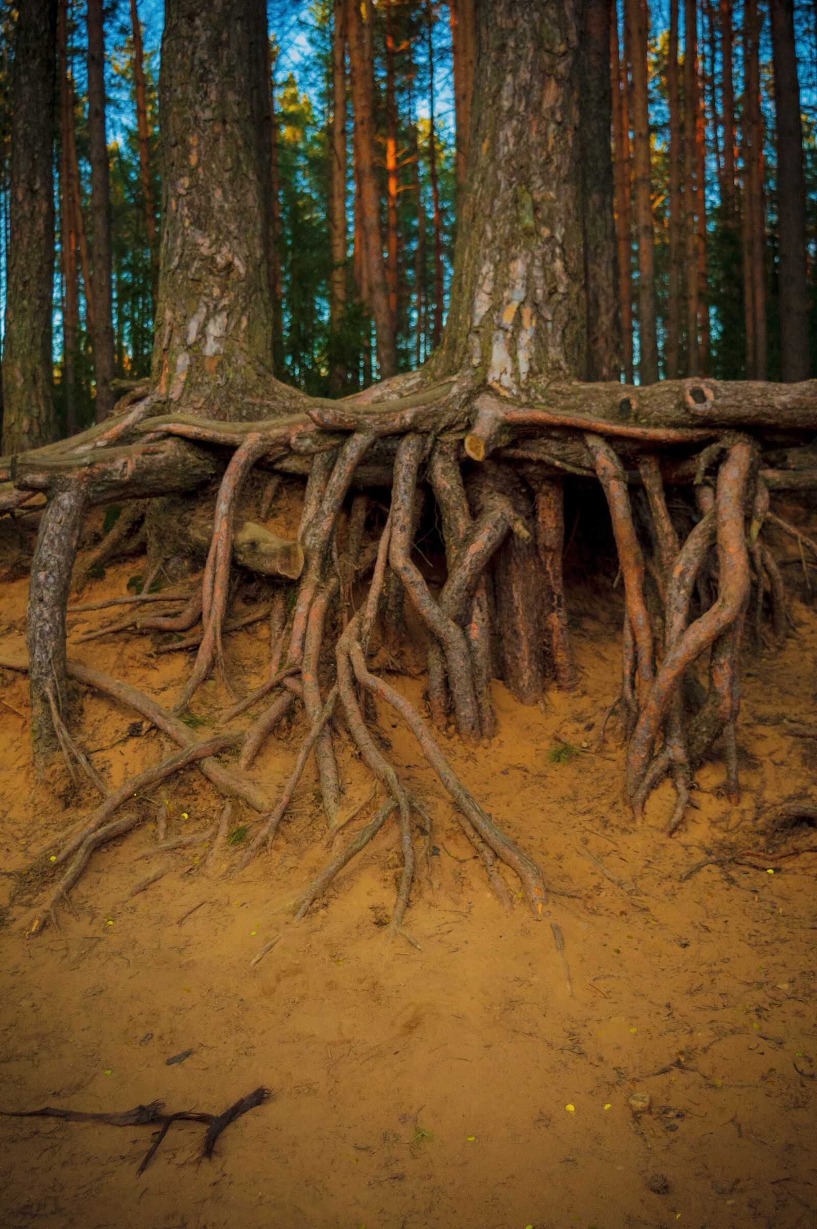 Nikon D3200 sample photo. The roots of trees photography