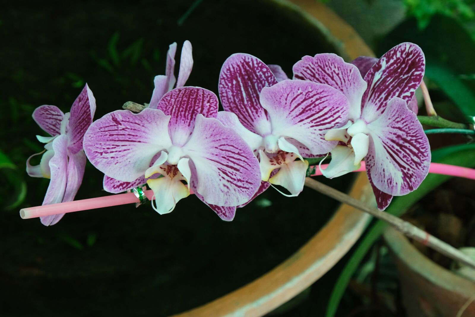 Как растут орхидеи в тайланде фото