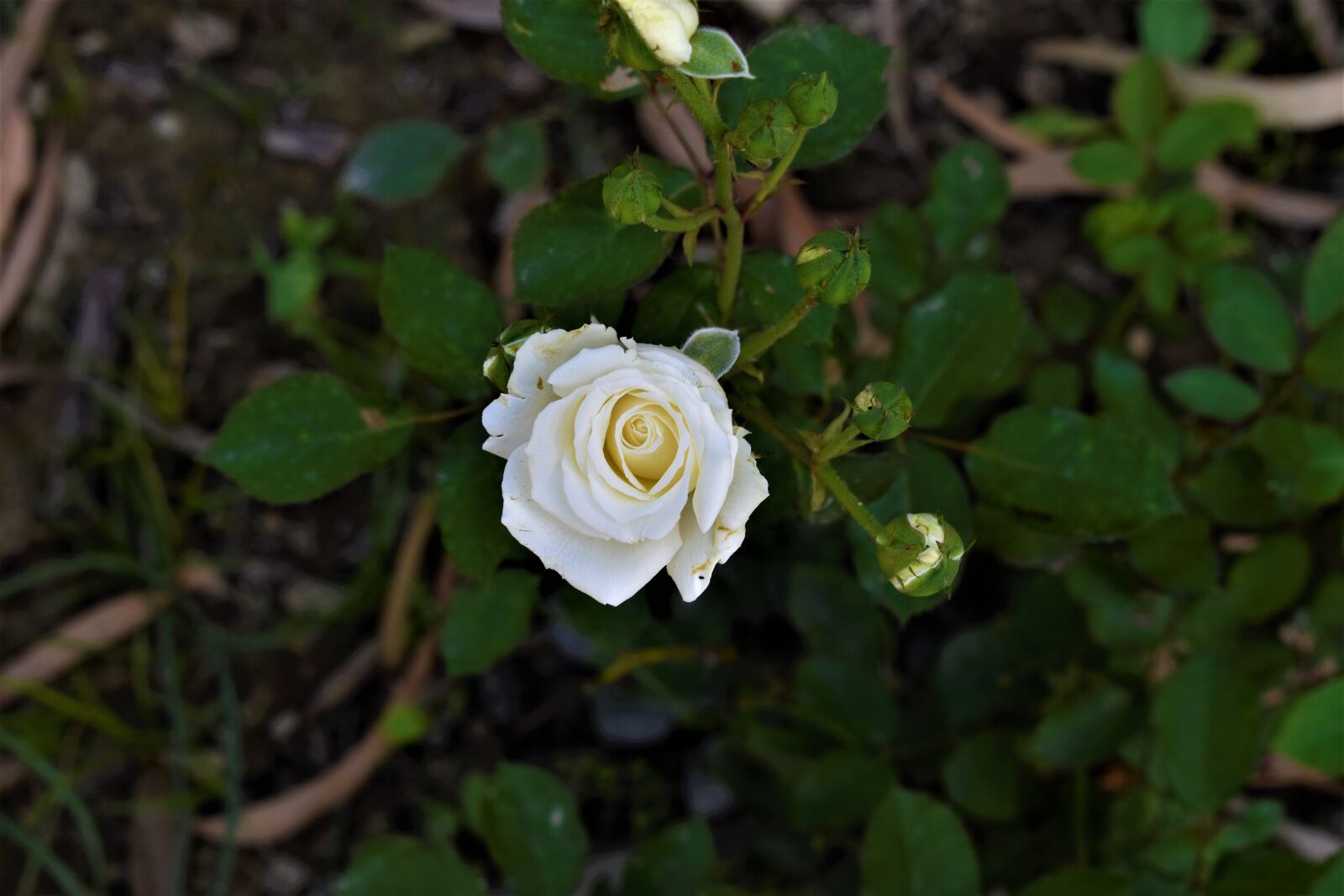 Nikon D5600 sample photo. Nature, white, rose photography
