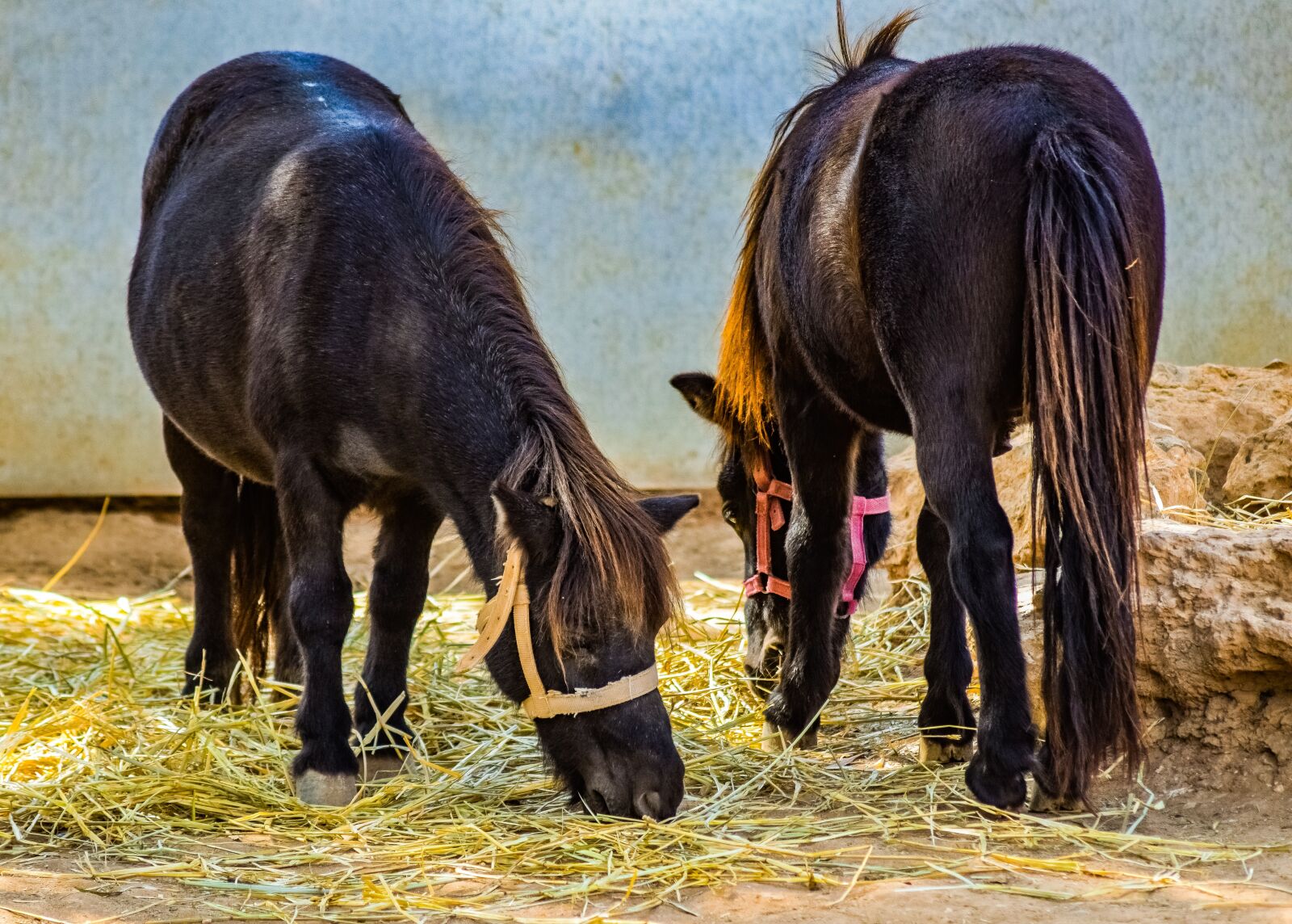 Nikon D3300 sample photo. Pony, horses, animal photography