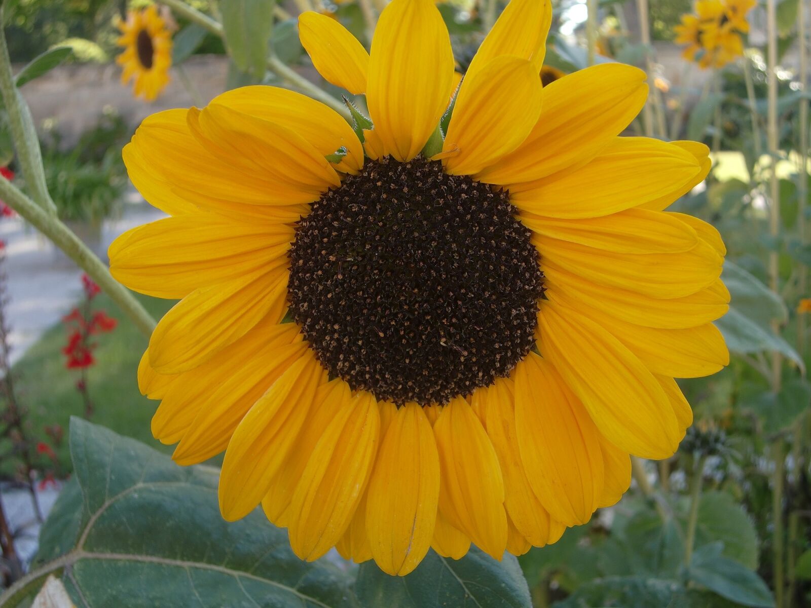 CASIO EX-Z400 sample photo. Sunflower, field, yellow photography