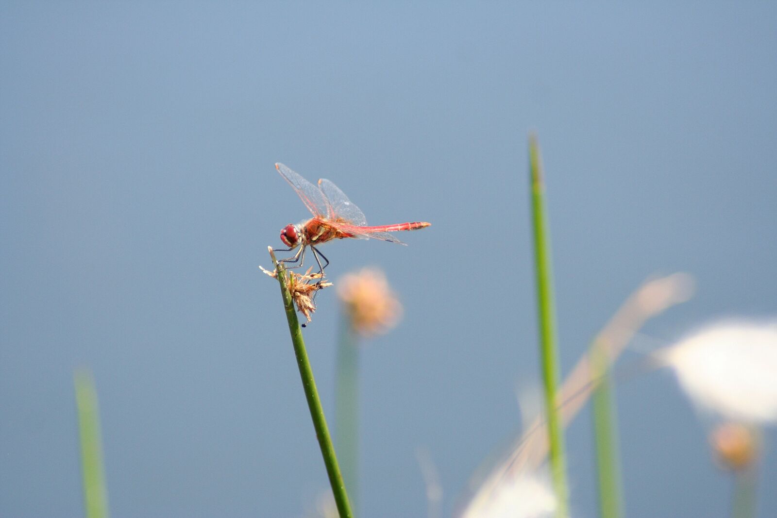 Canon EOS 350D (EOS Digital Rebel XT / EOS Kiss Digital N) sample photo. Dragonfly, flight, insect, mpumalanga photography