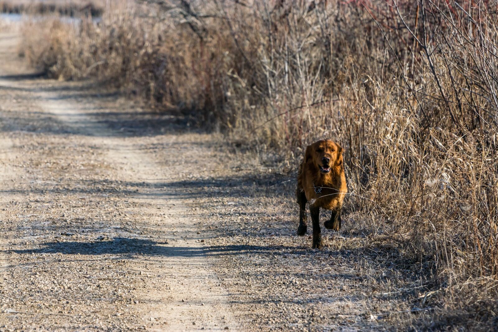 Canon EOS 80D sample photo. Dog, golden retriever, trail photography