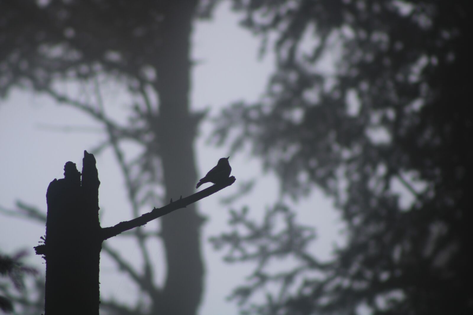 Canon EF75-300mm f/4-5.6 sample photo. Bird, forest, silhouette photography
