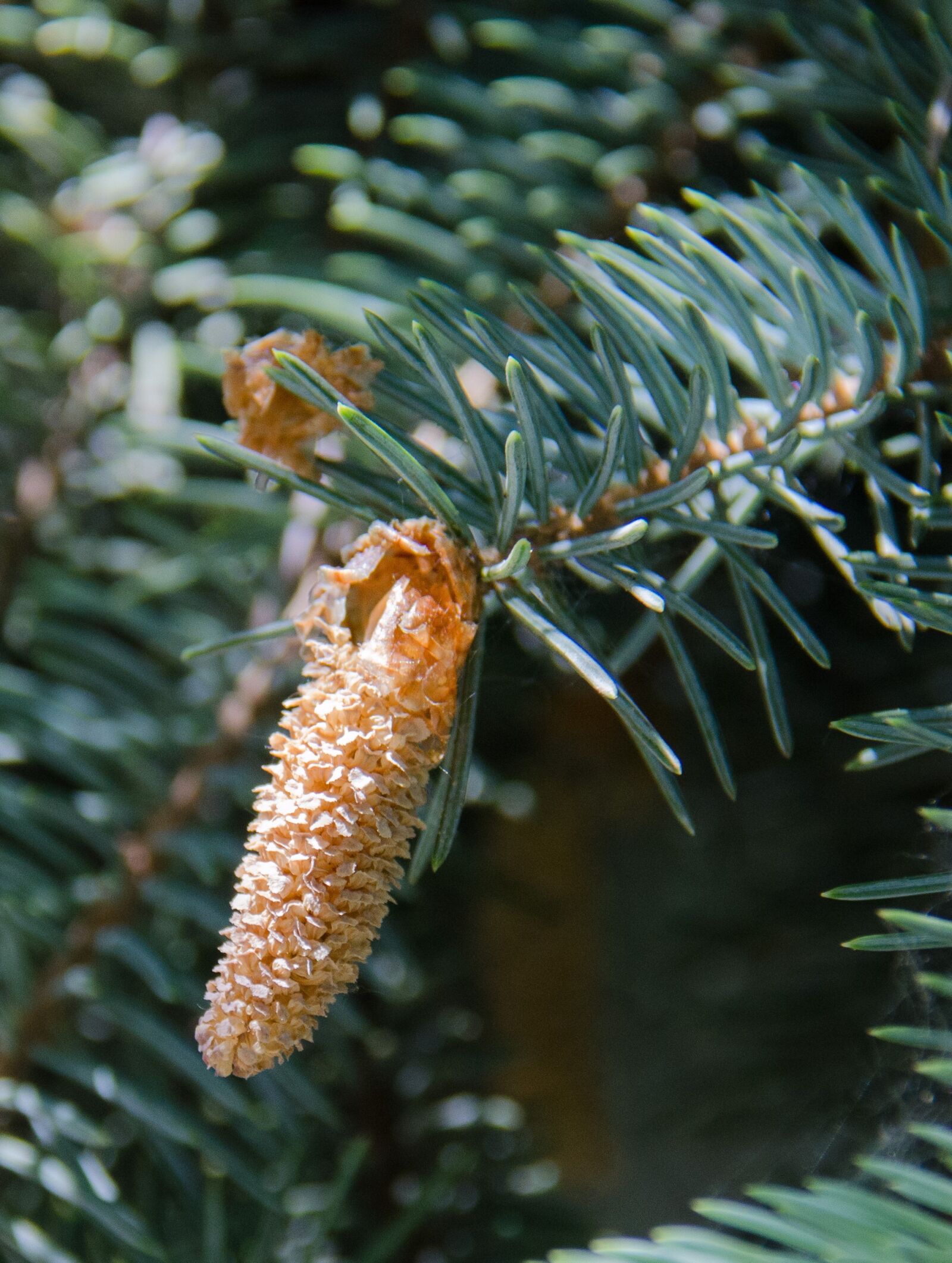 Nikon D7000 sample photo. Spruce, tree, conifer photography