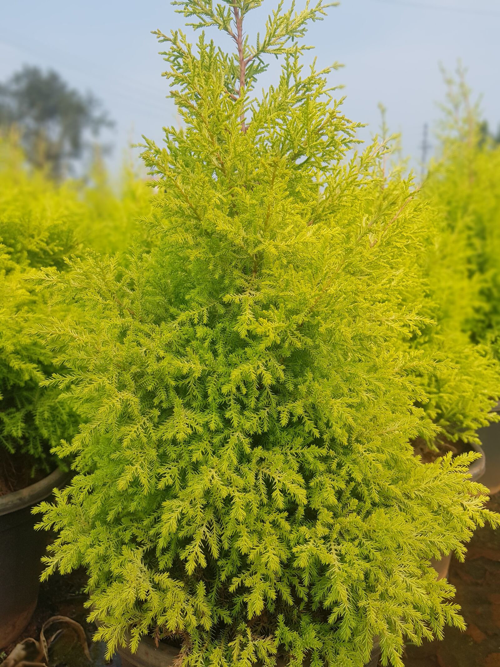 Samsung Galaxy S8+ sample photo. Golden thuja, plant, ornamental photography