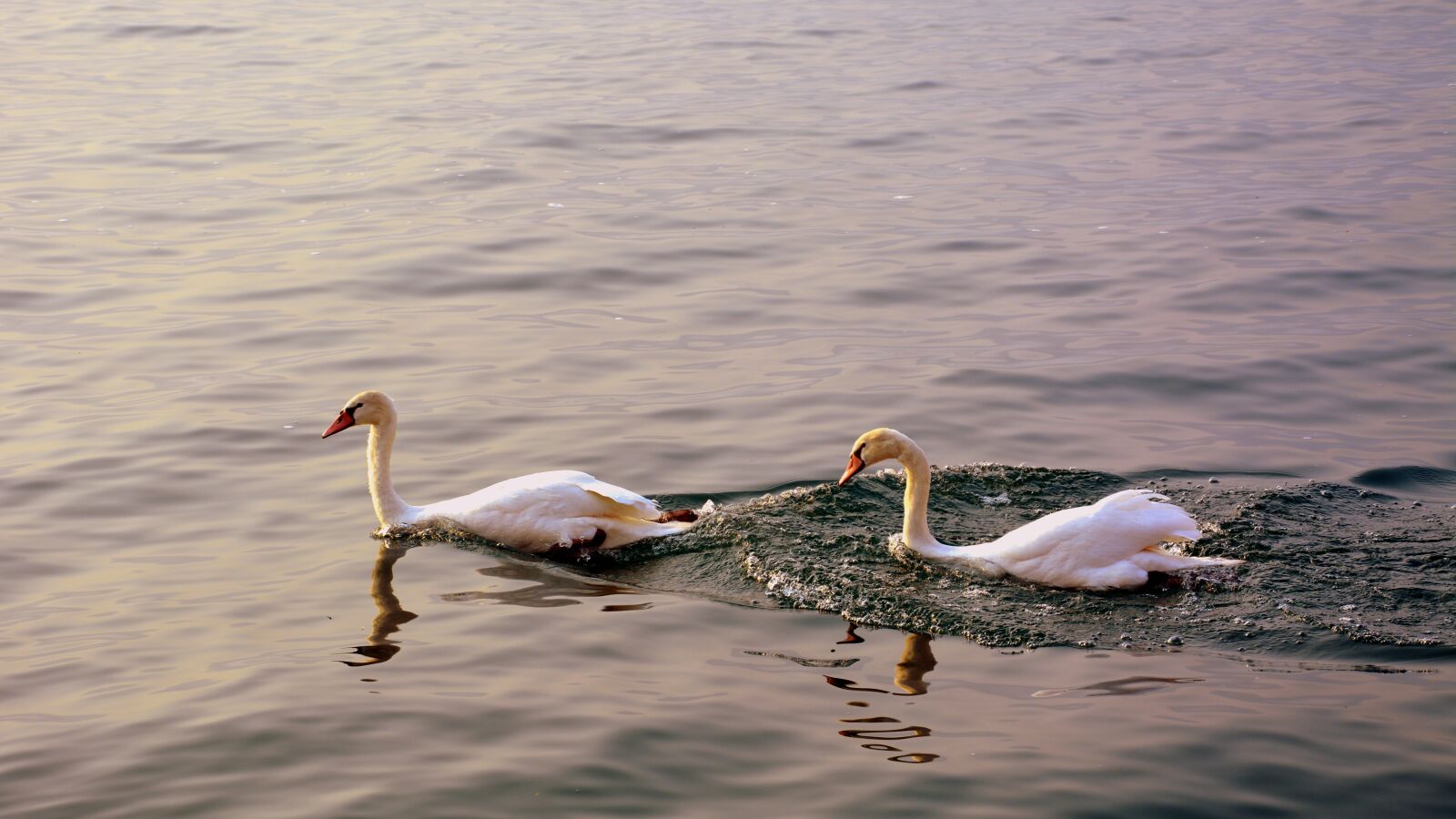 Nikon D7100 sample photo. Swan, follow, love photography