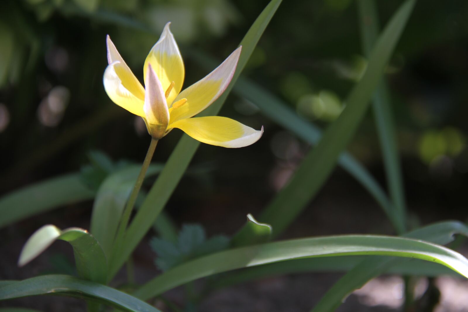 Canon EOS 7D sample photo. Tulip, botany, garden photography
