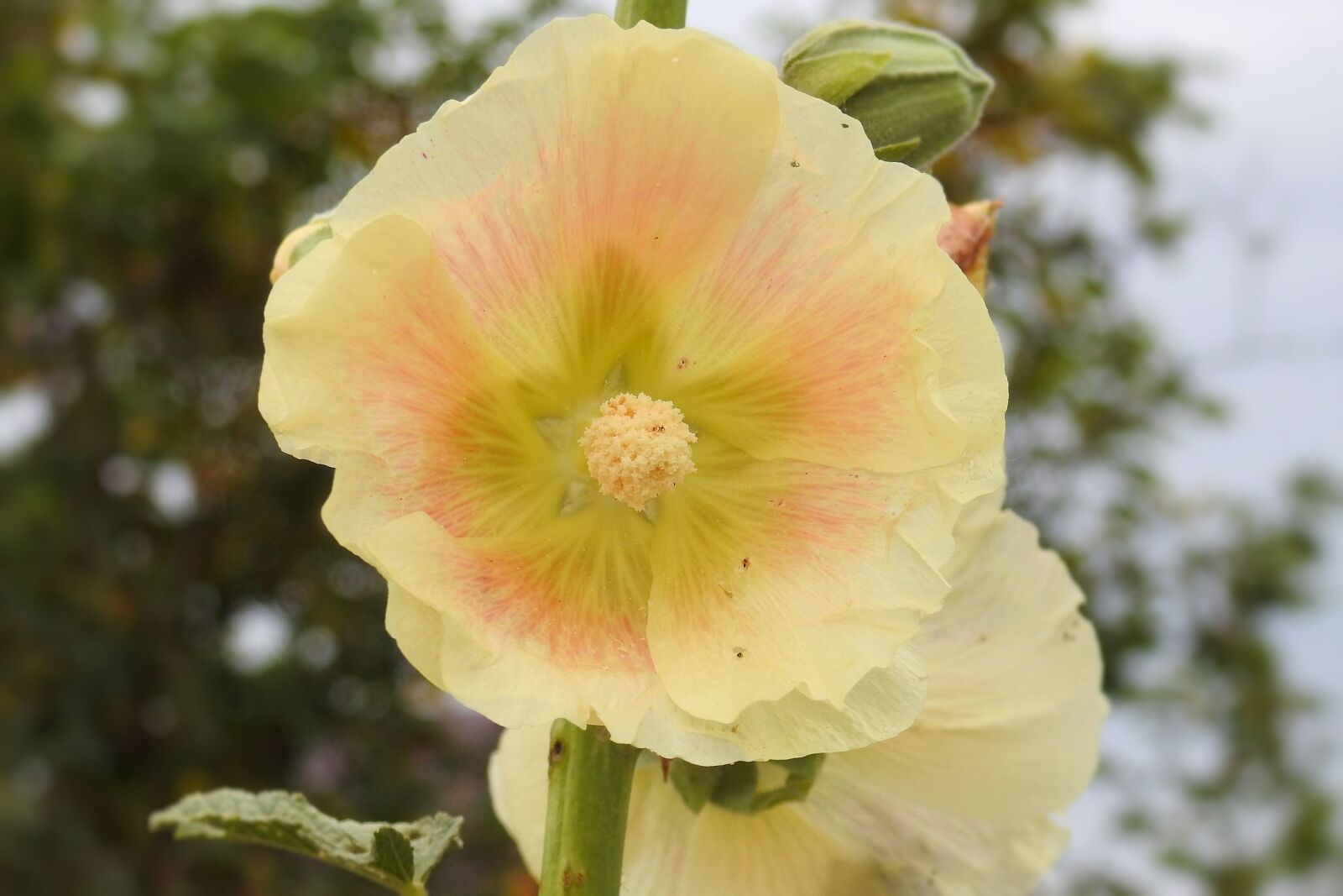 Nikon Coolpix P900 sample photo. Mallow, hollyhock flower, stock photography