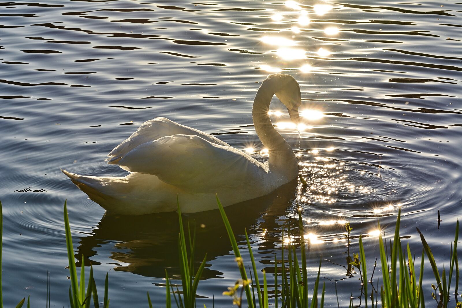 Nikon D5200 sample photo. Nature, park lake, swan photography