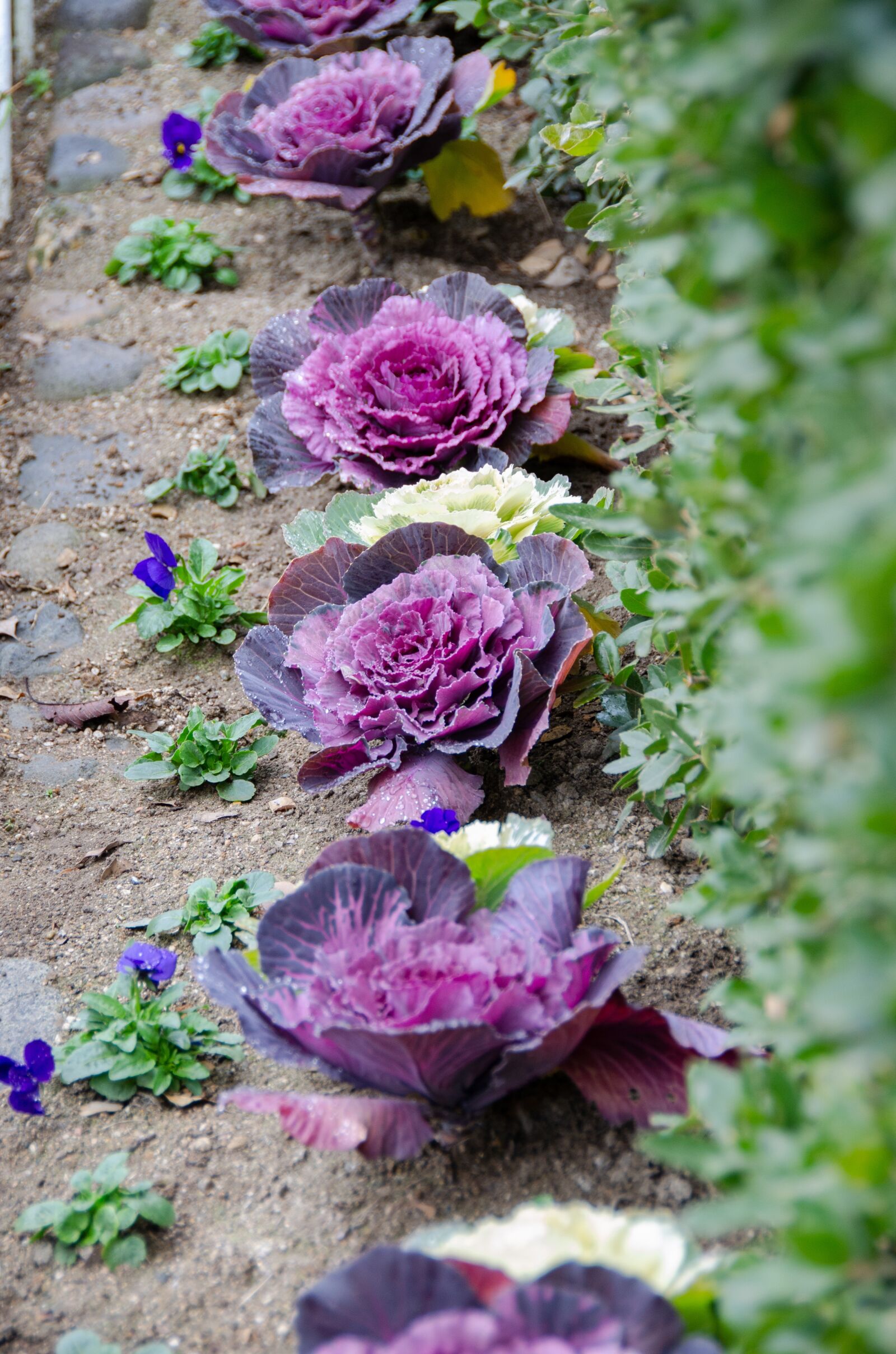 Nikon D5100 sample photo. Ornamental cabbage, flowering cabbage photography