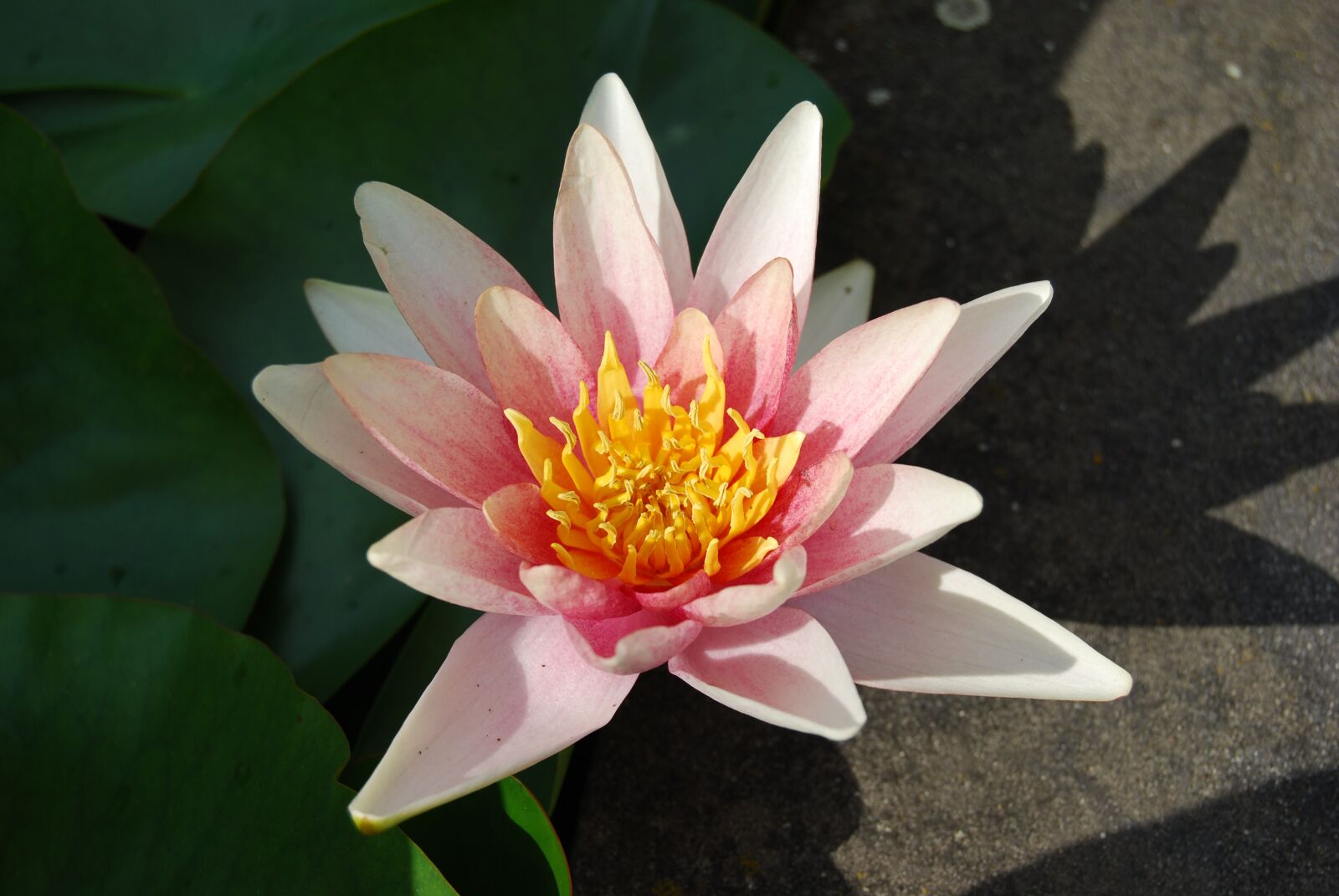 Nikon D60 sample photo. Flower, nature, pond photography