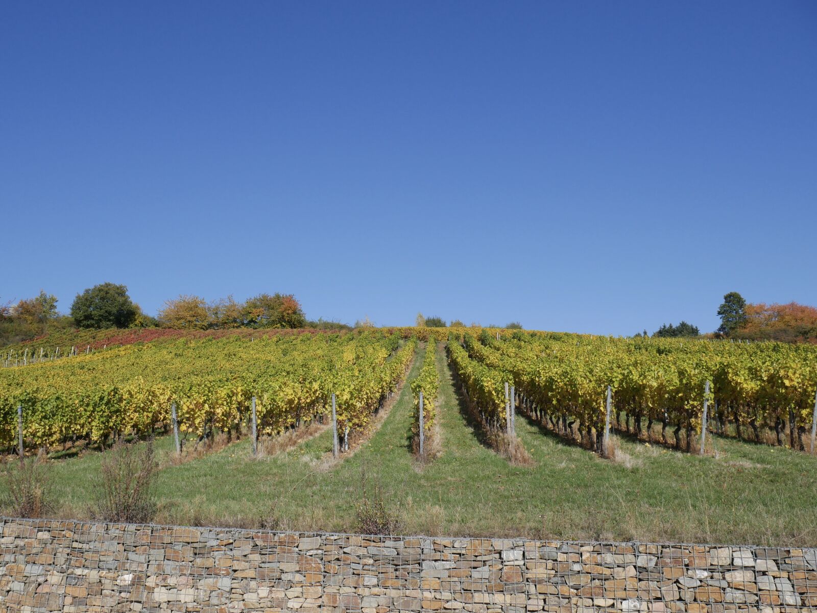 Panasonic DMC-G70 sample photo. Vineyard, autumn, wine photography