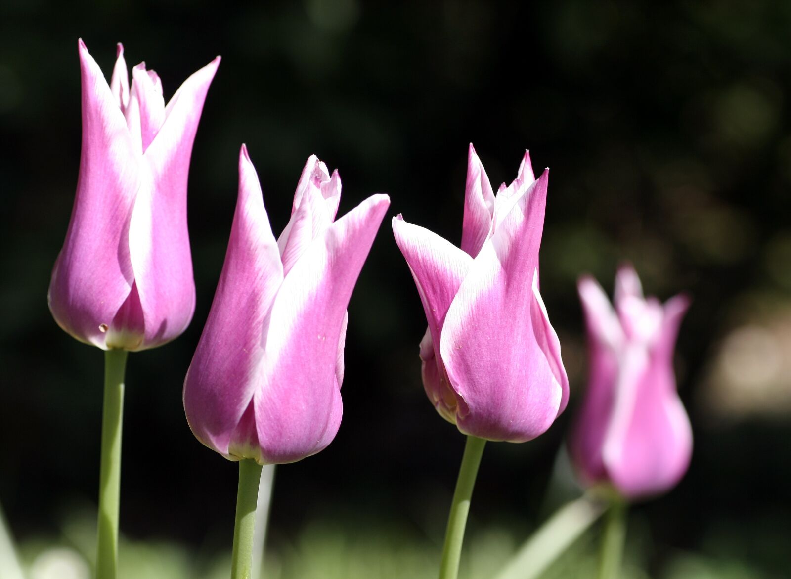 Canon EOS 350D (EOS Digital Rebel XT / EOS Kiss Digital N) sample photo. Tulips, petals, flower photography
