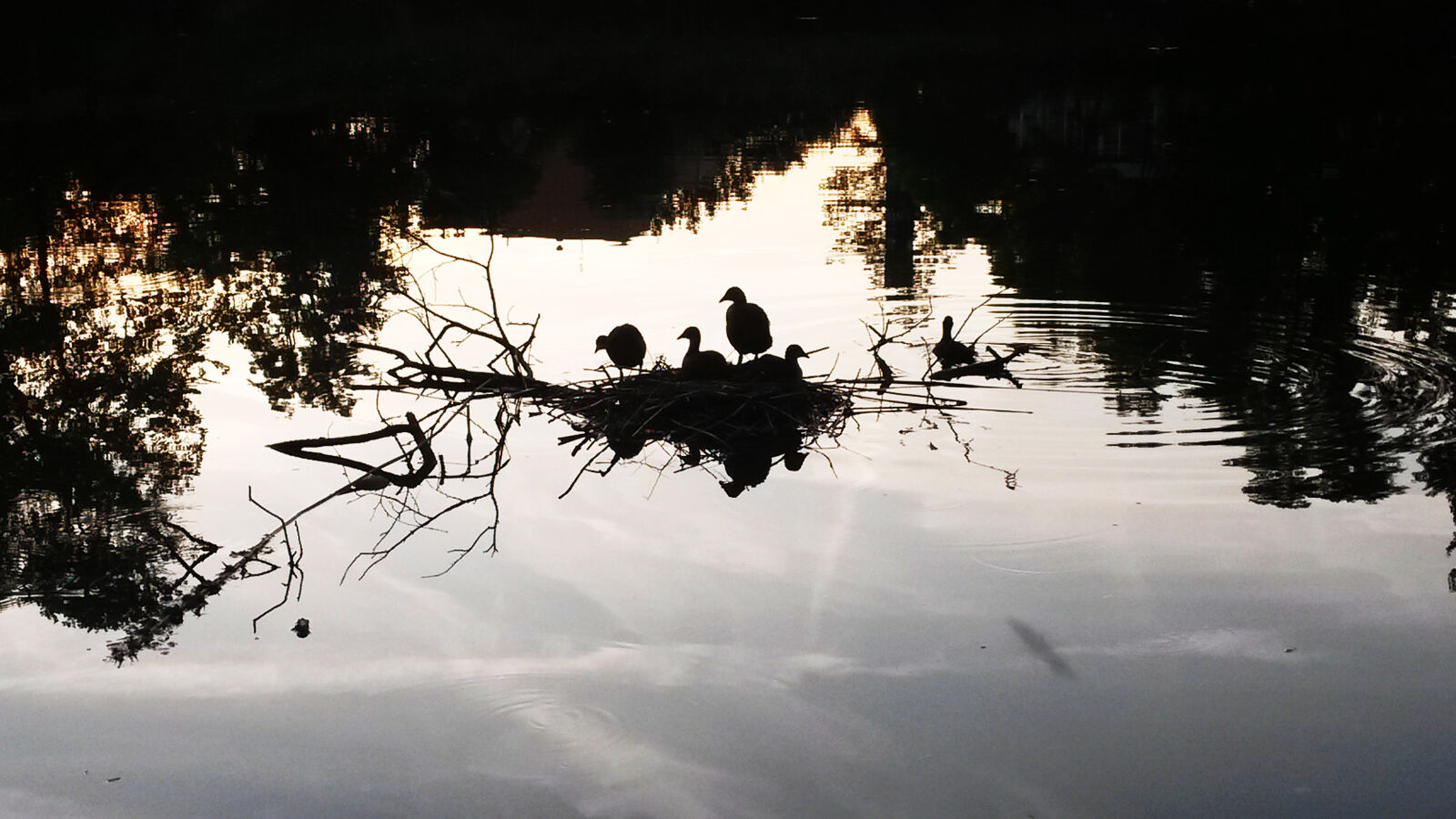 Samsung Galaxy S4 Mini sample photo. Birds, lake, nature photography