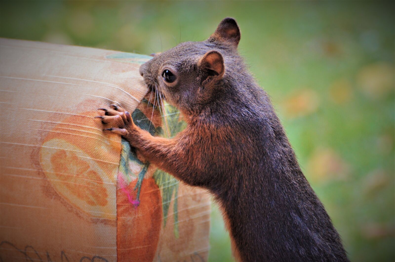 Nikon D3200 sample photo. Squirrel, verifiable kitten, rodent photography