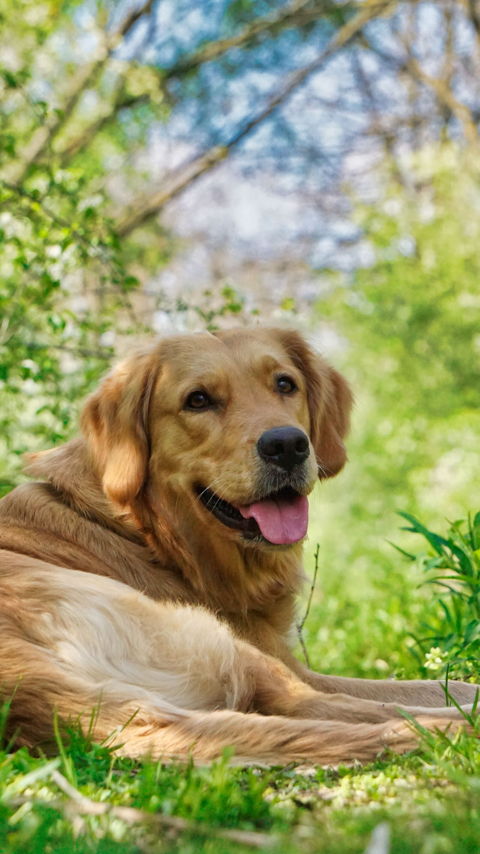 Sony E 55-210mm F4.5-6.3 OSS sample photo. Dog, forest, nature photography