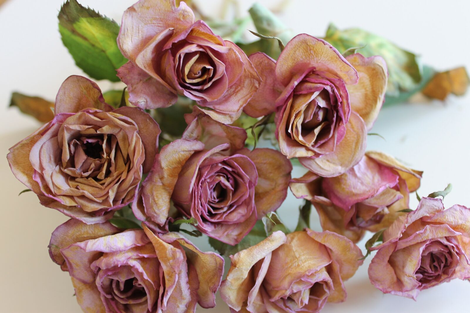 Canon EOS 1100D (EOS Rebel T3 / EOS Kiss X50) sample photo. Flowers, roses, ros photography