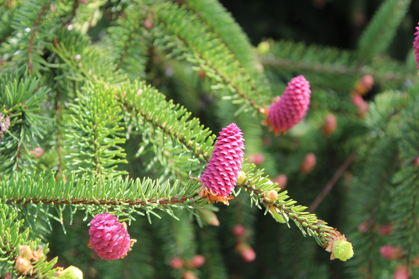 Canon EOS 1300D (EOS Rebel T6 / EOS Kiss X80) sample photo. Tree, flower, pink photography