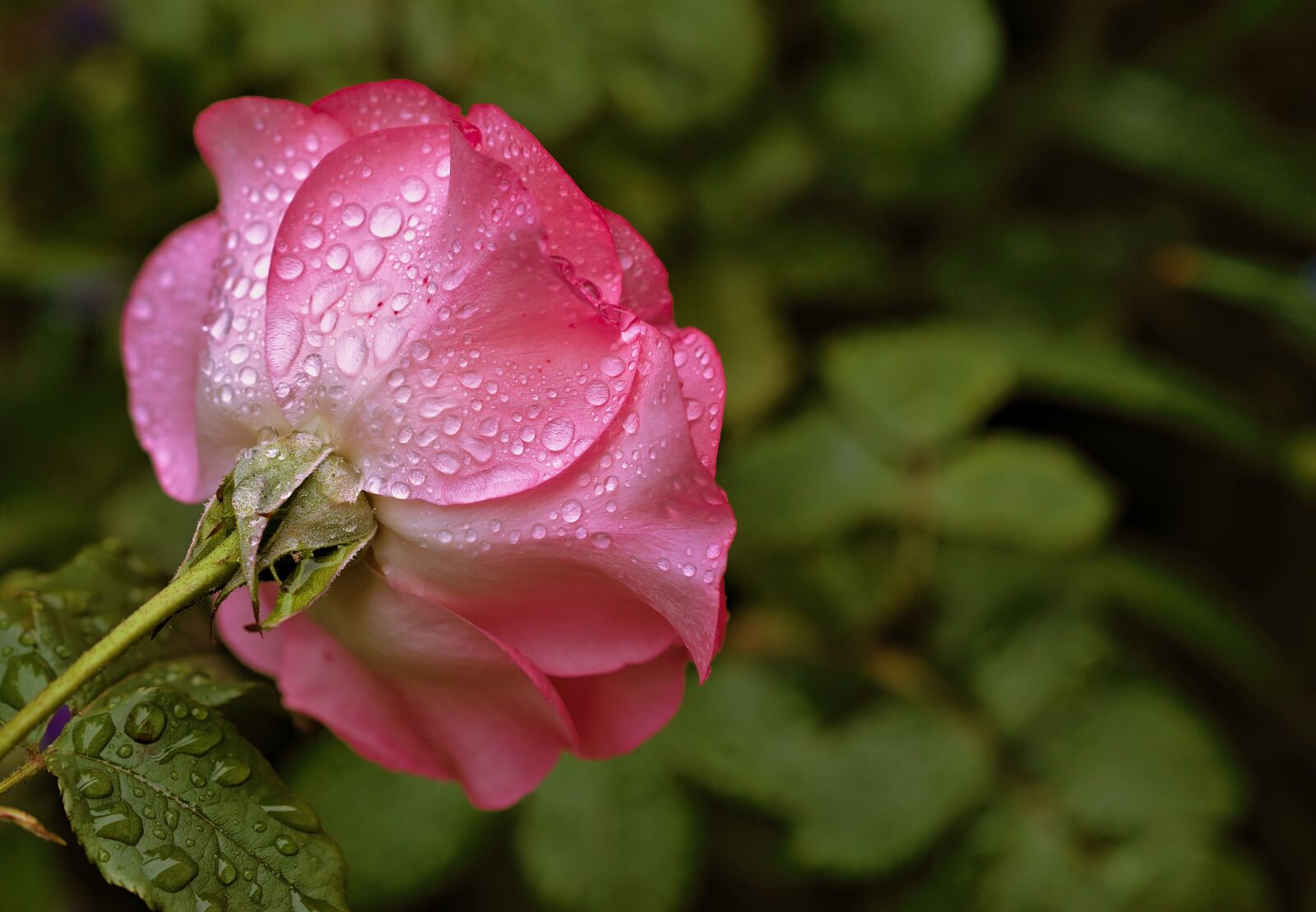 Nikon D5600 sample photo. Rose, pink, rain photography