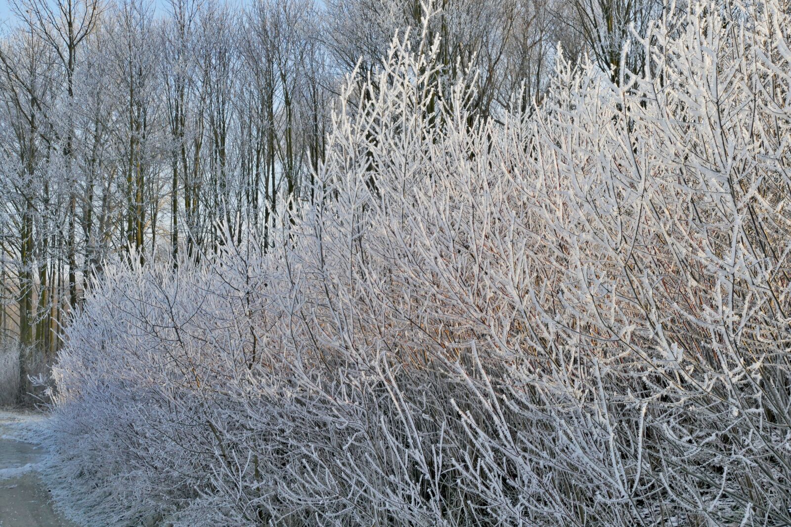 Panasonic Lumix DMC-FZ1000 sample photo. Winter, frost, trees photography