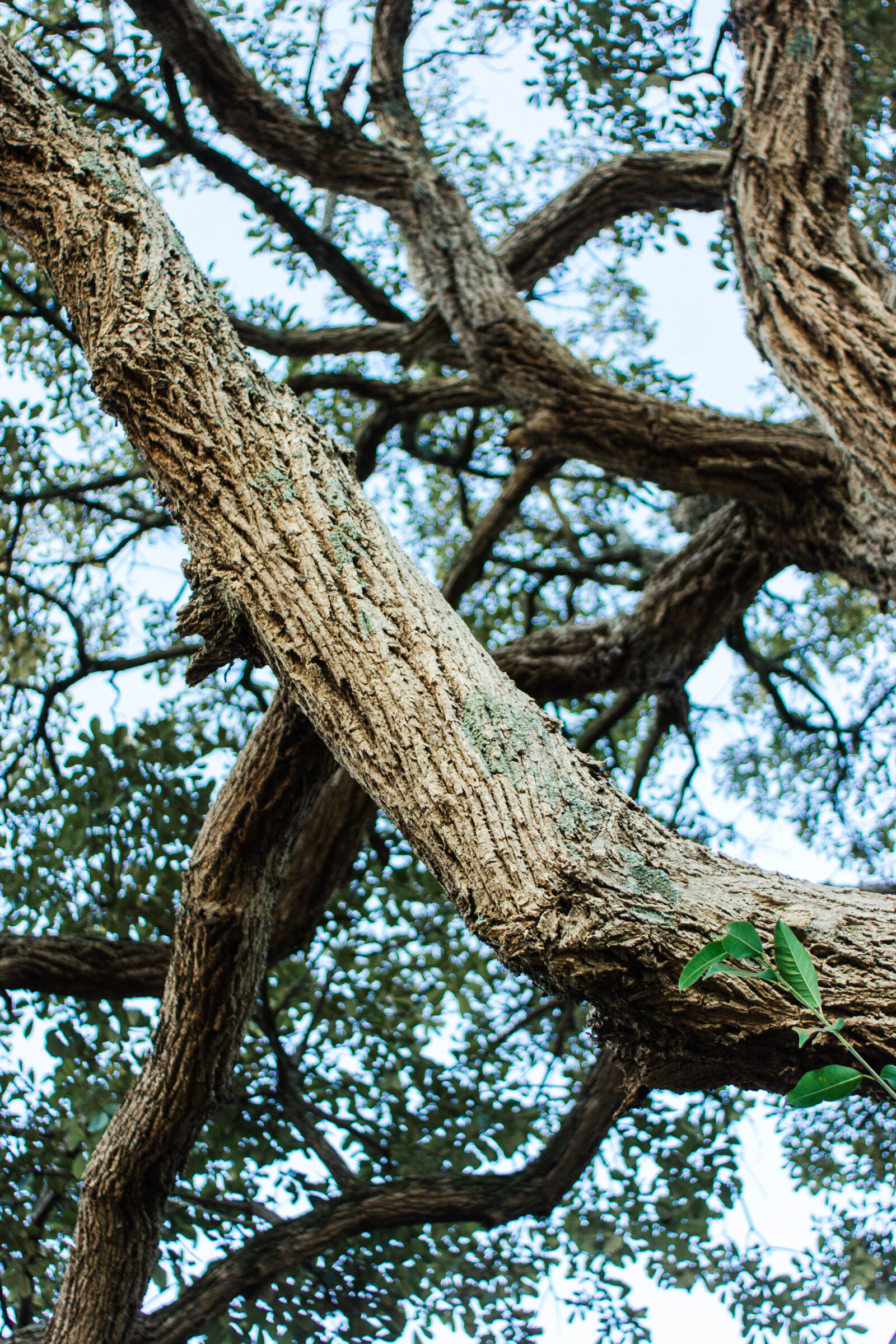 Sony 28mm F2.8 sample photo